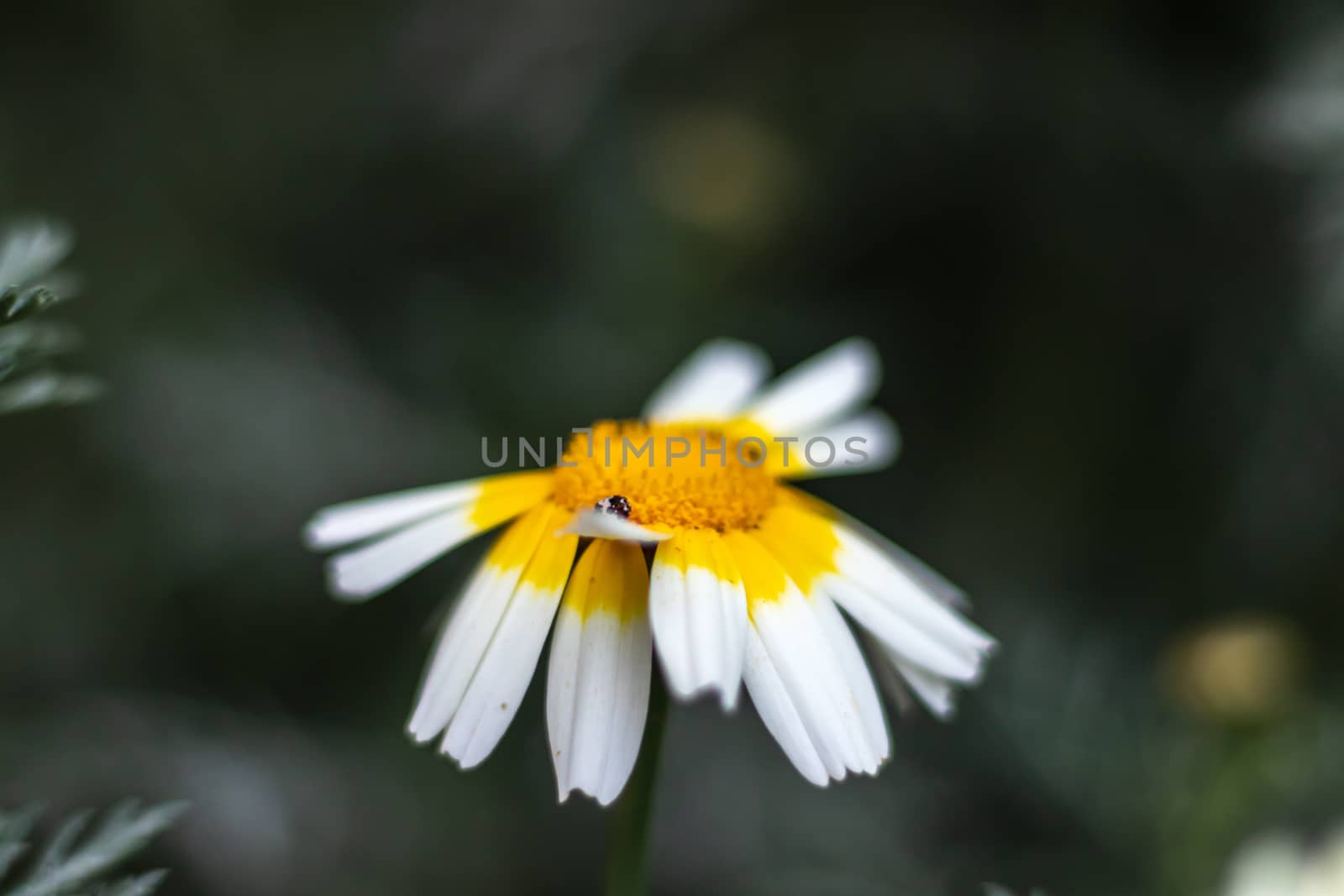 a closeup shoot to cute little daisy - background is blurry. nature shoot has taken from izmir/turkey.