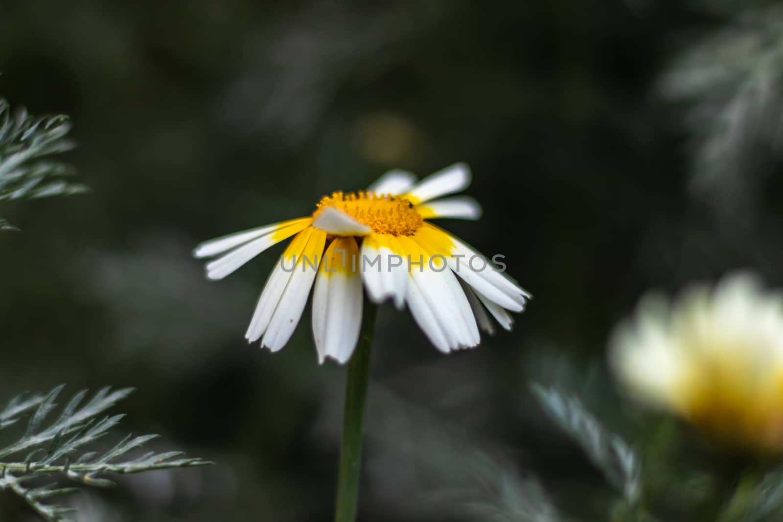 a closeup shoot to cute little daisy. nature shoot has taken at izmir/turkey.
