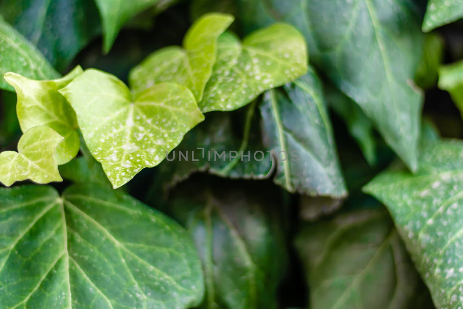 a closeup shoot to green leaves in good composition. photo has taken at izmrir/turkey.