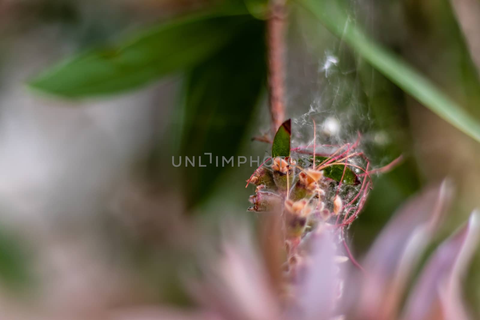 a closeup shoot to green plant with interesting shape - spider webs on it with blurry side objects. photo has taken at izmir/turkey.