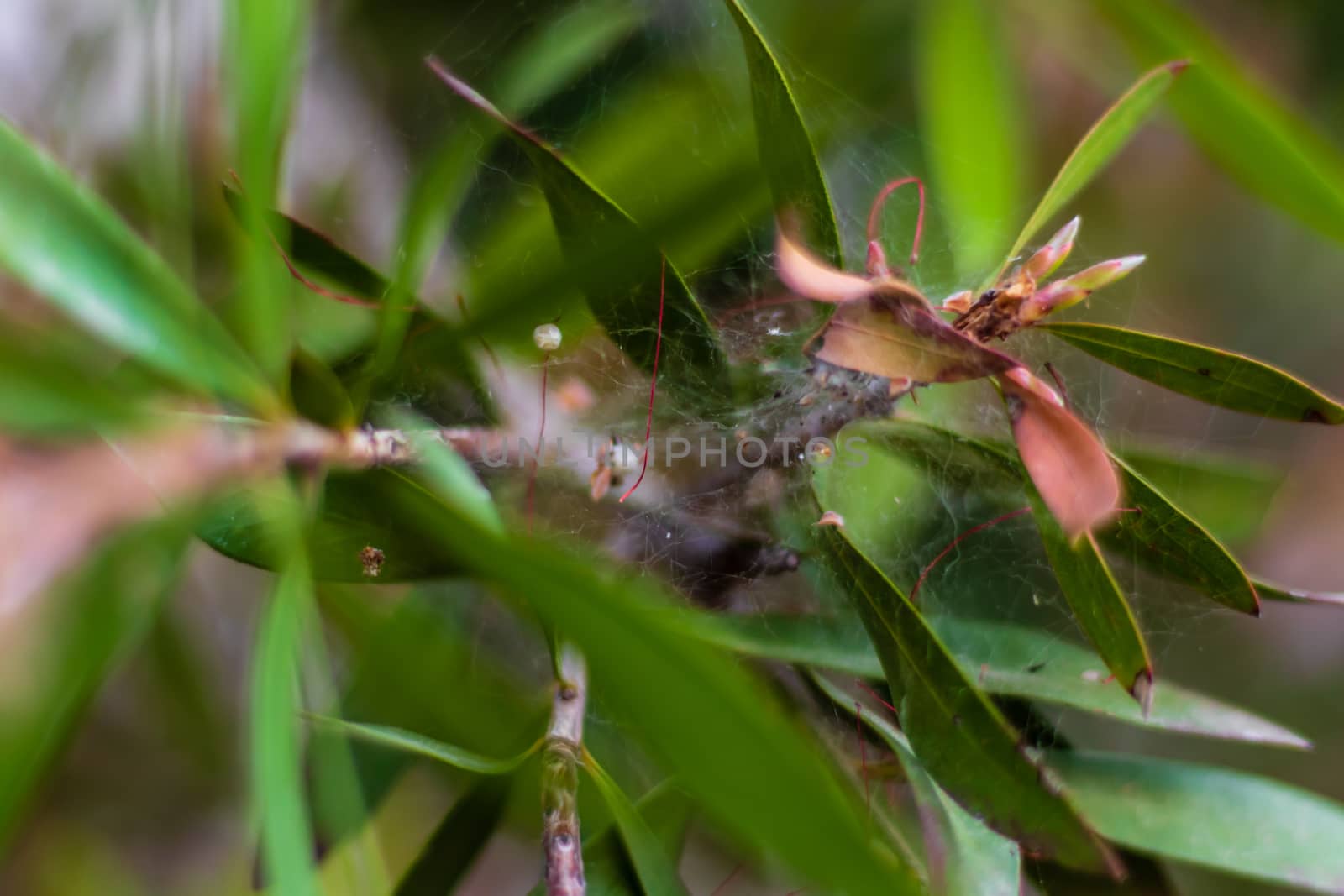 a closeup shoot to green plant with interesting shape. photo has taken at izmir/turkey.