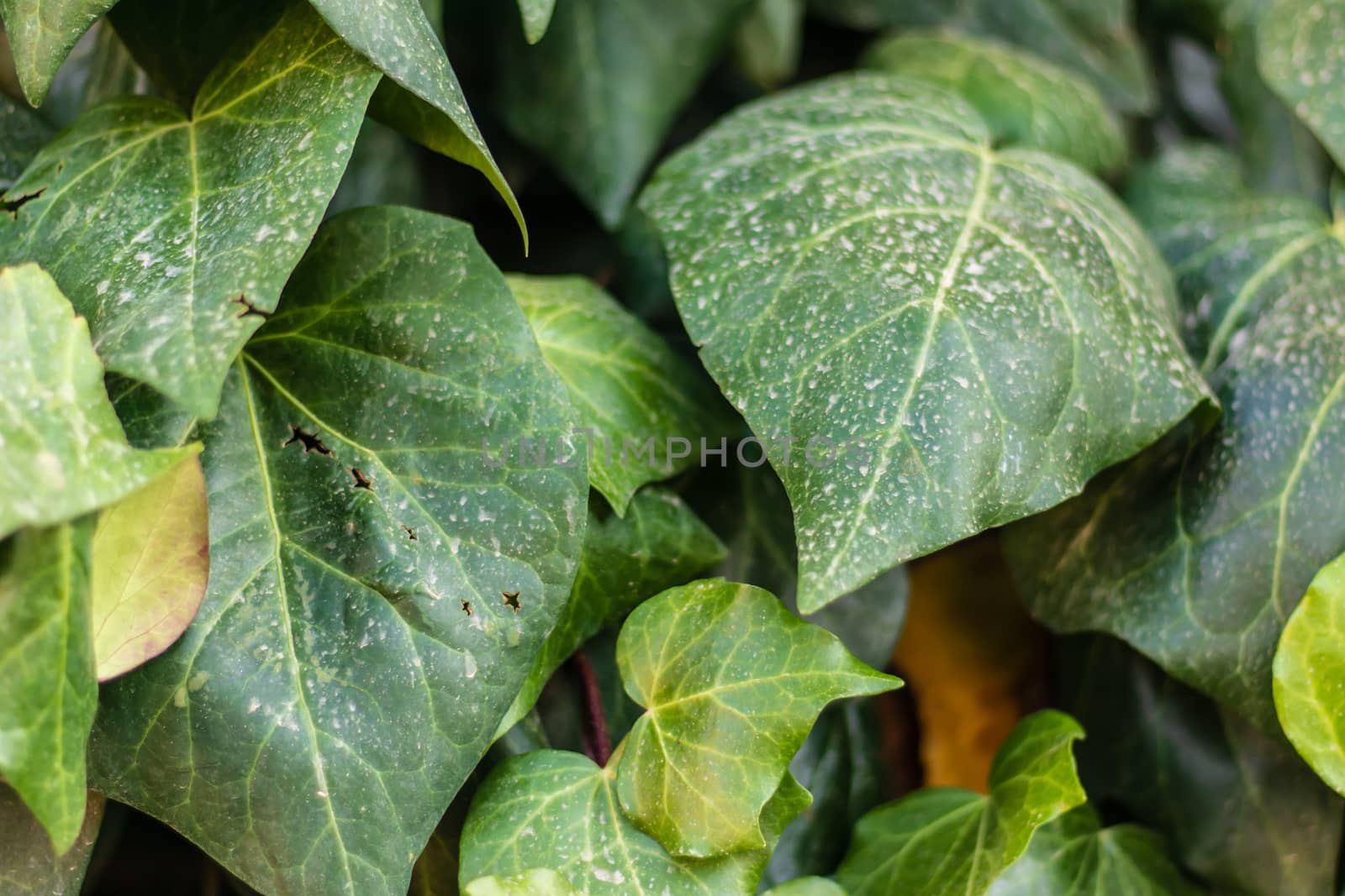 a frontal closeup shoot to green leaves in good composition. photo has taken at izmir/turkey.