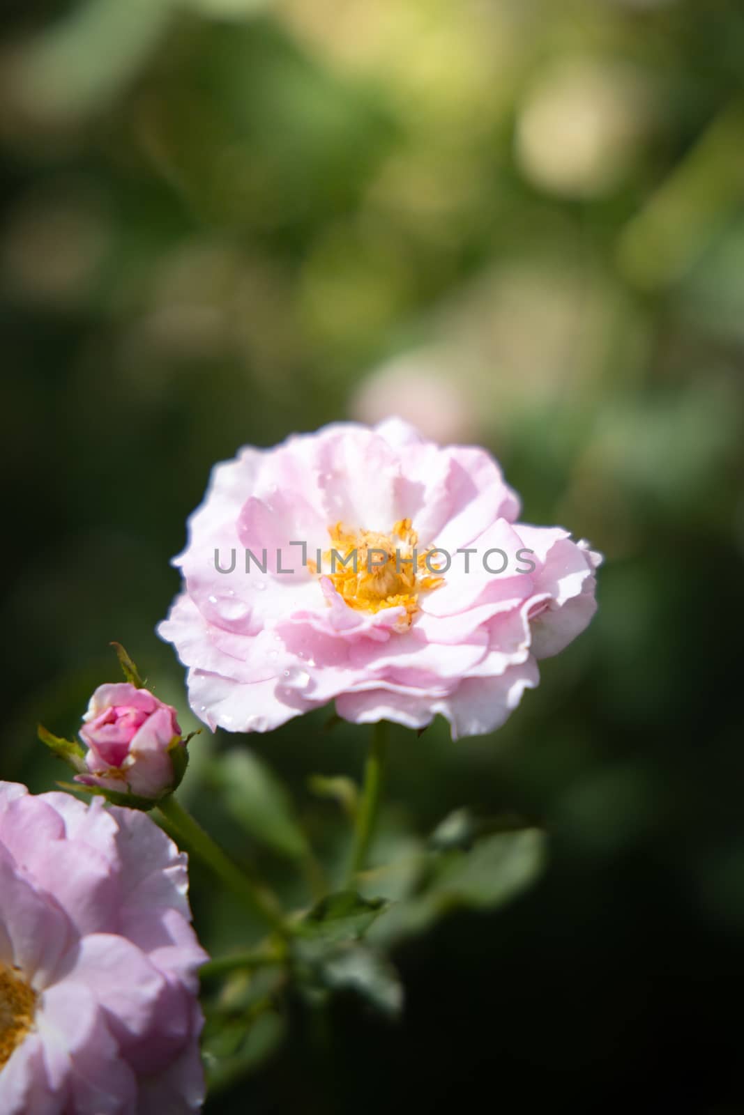 Roses in the garden, Roses are beautiful with a beautiful sunny day.