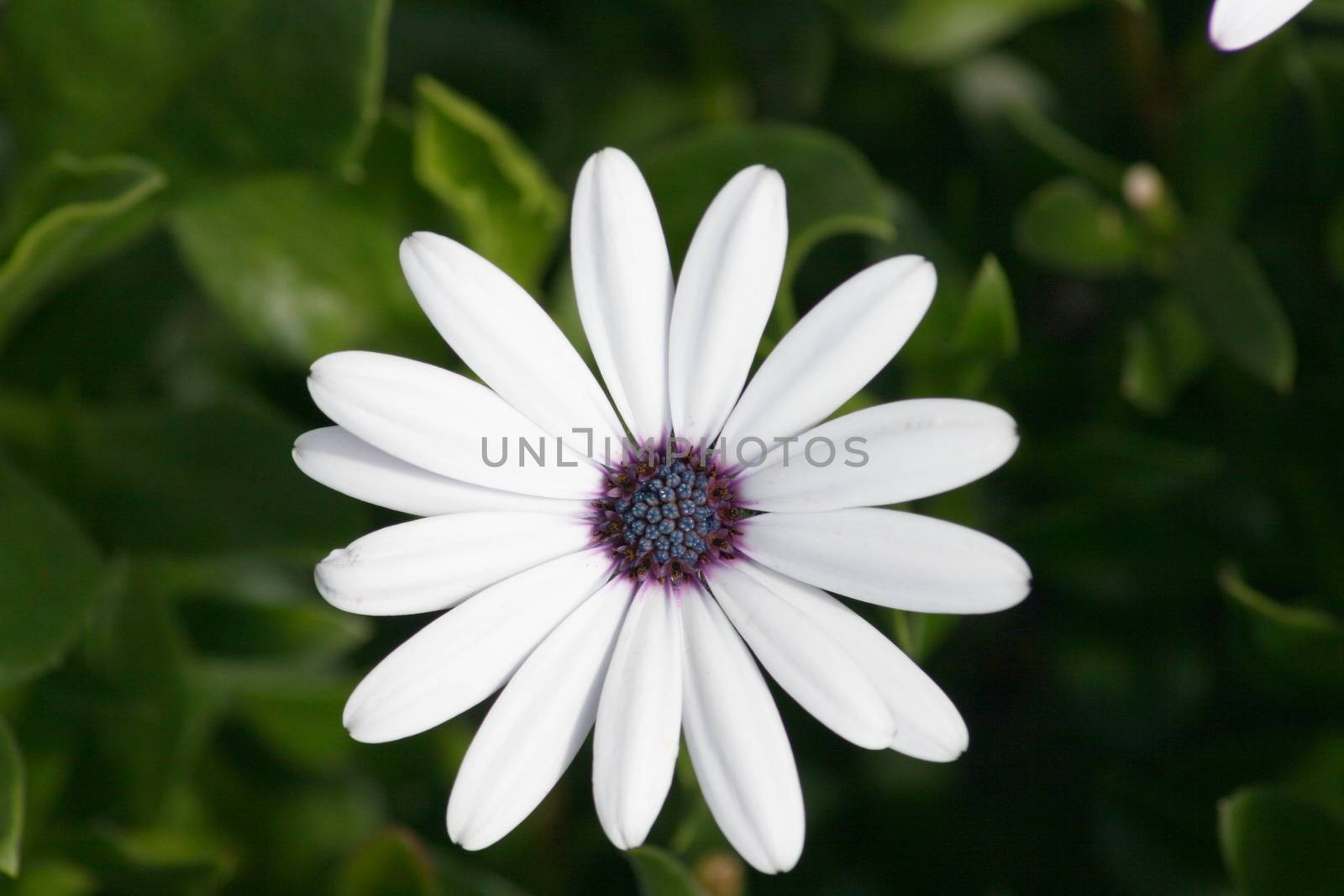 Close-up of a white-flowered daisy (Leucanthemum vulgare)  Nahaufnahme einer wei� bl�henden Margerite,(Leucanthemum vulgare)