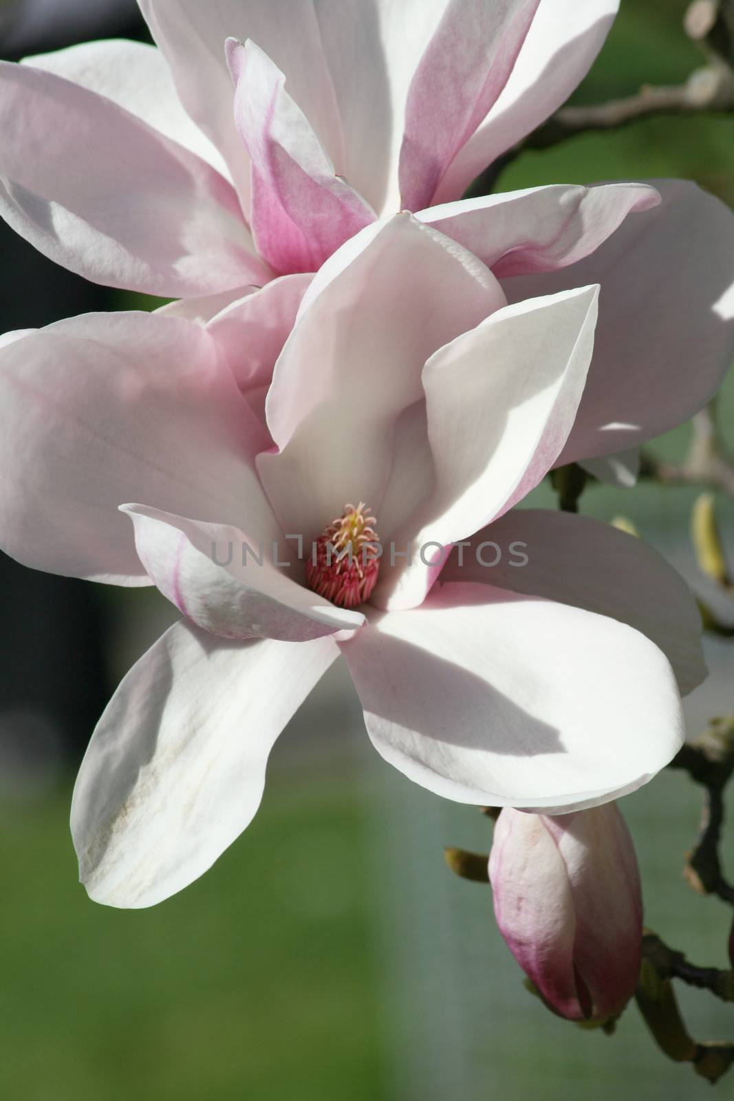 Close-up of a pink magnolia blossom      Nahaufnahme einer rosafarbenen Magnolienbl�te