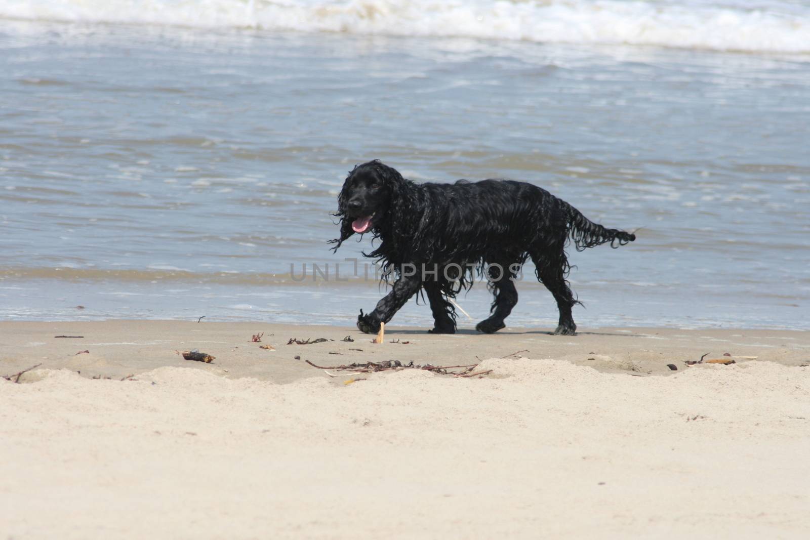 a black dog playing in the surf  ein schwarzer Hund spielt in der Meeresbrandung