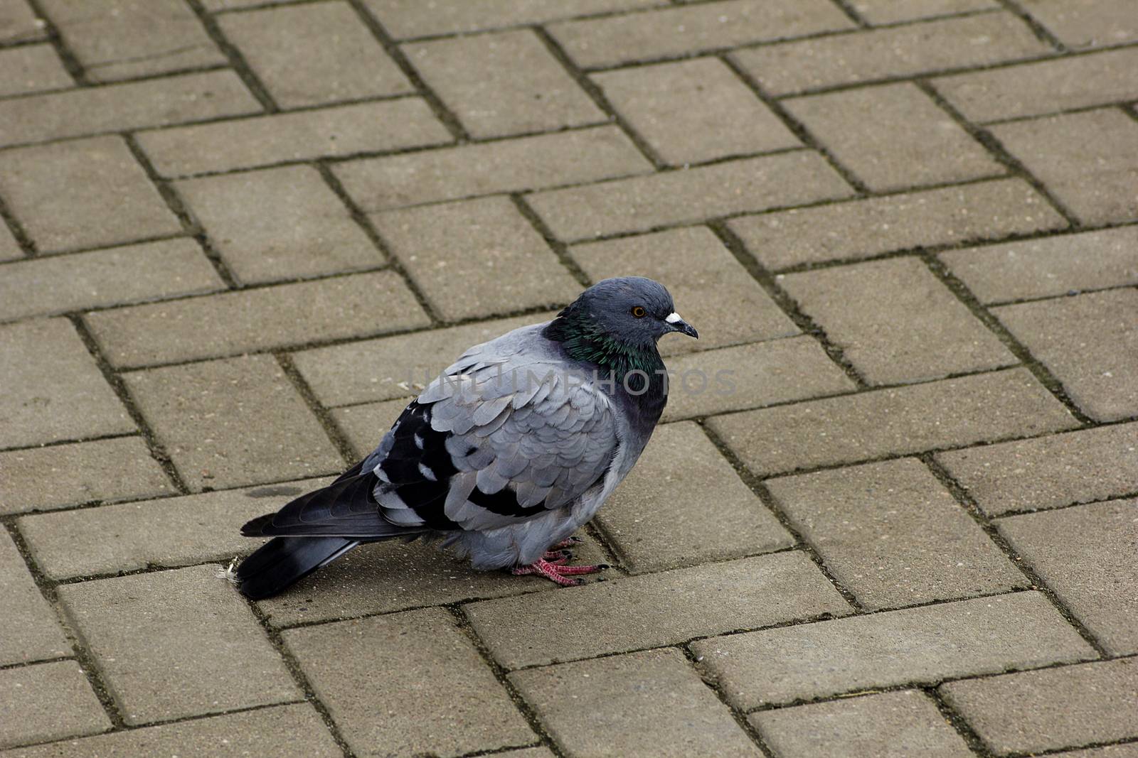 Blue dove on the background of paving slabs.