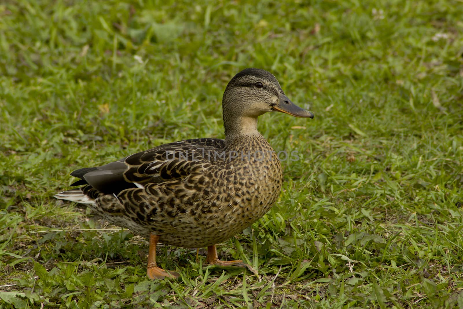 
An ordinary wild gray duck on the grass.Duck standing on the grass half-turned to the viewer.