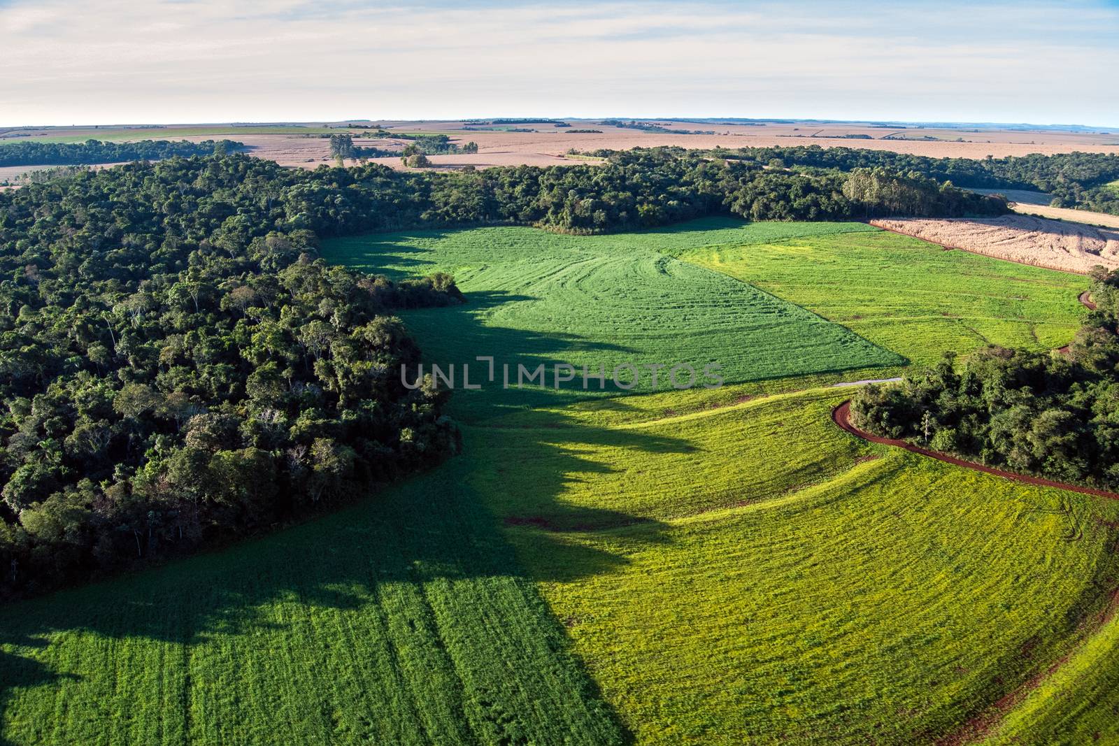Conversion of atlantic rainforest areas into soybean fields.