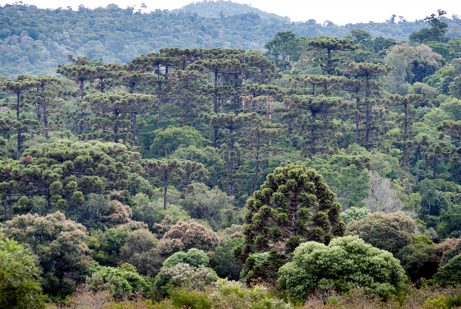 Mountain range with araucaria forest on the southern Brazil. The most endangered forest in Brazil.