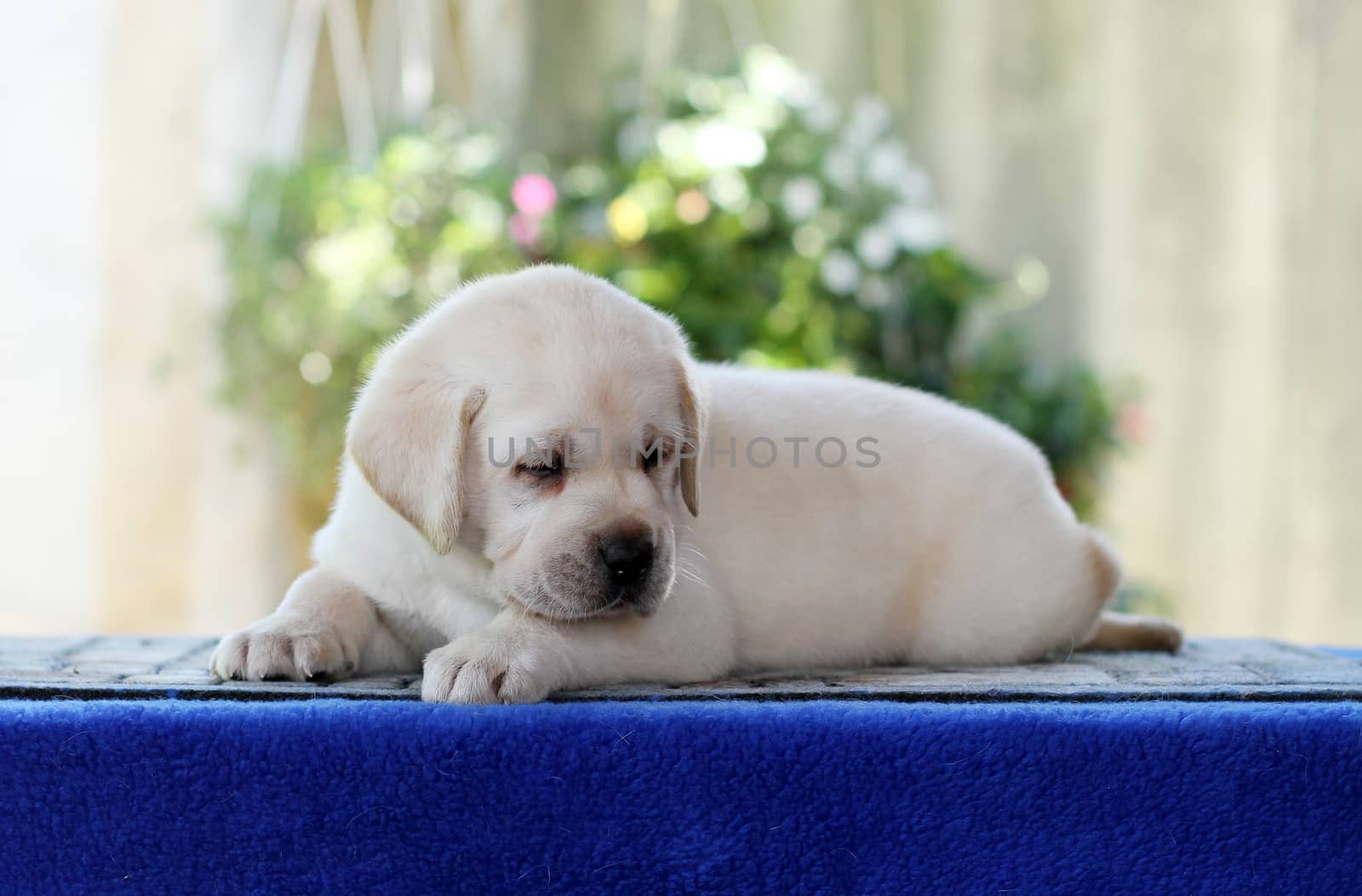 the little labrador puppy on a blue background