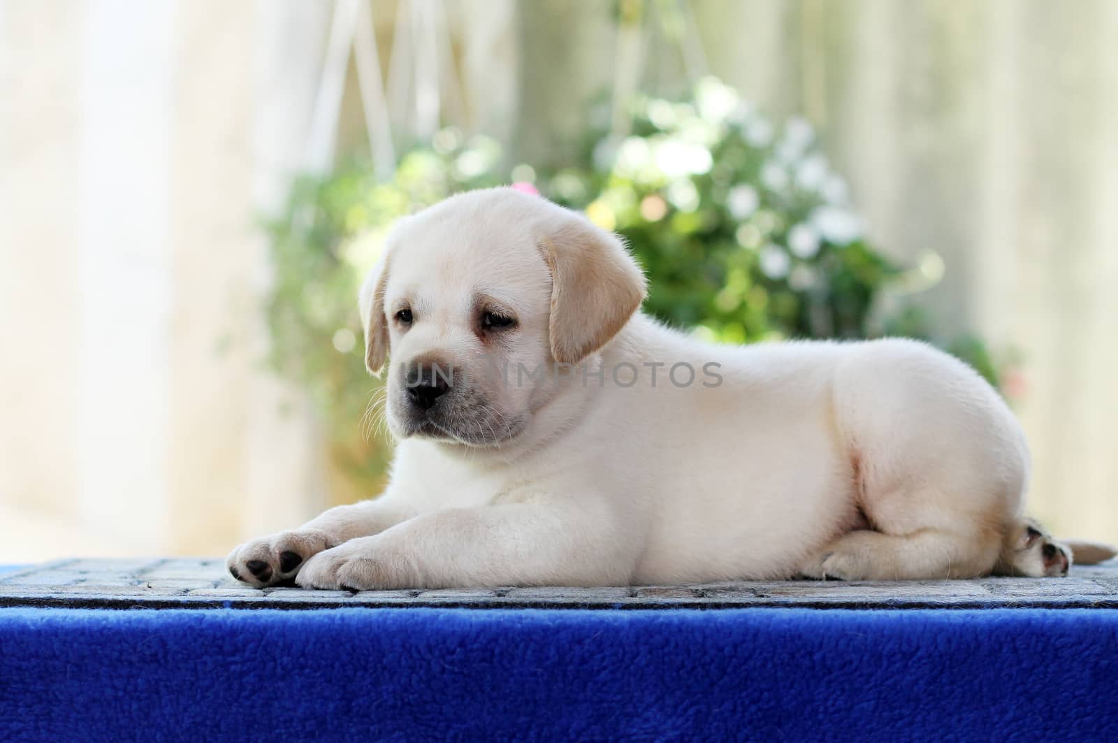 little labrador puppy on a blue background