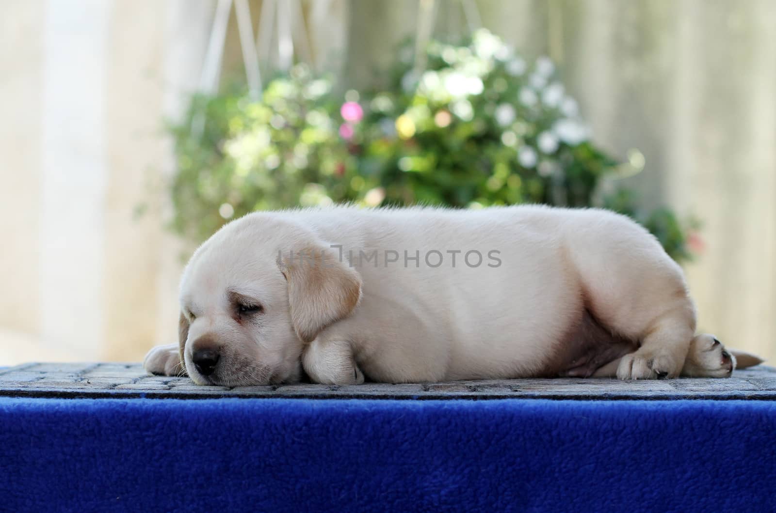 a little labrador puppy on a blue background
