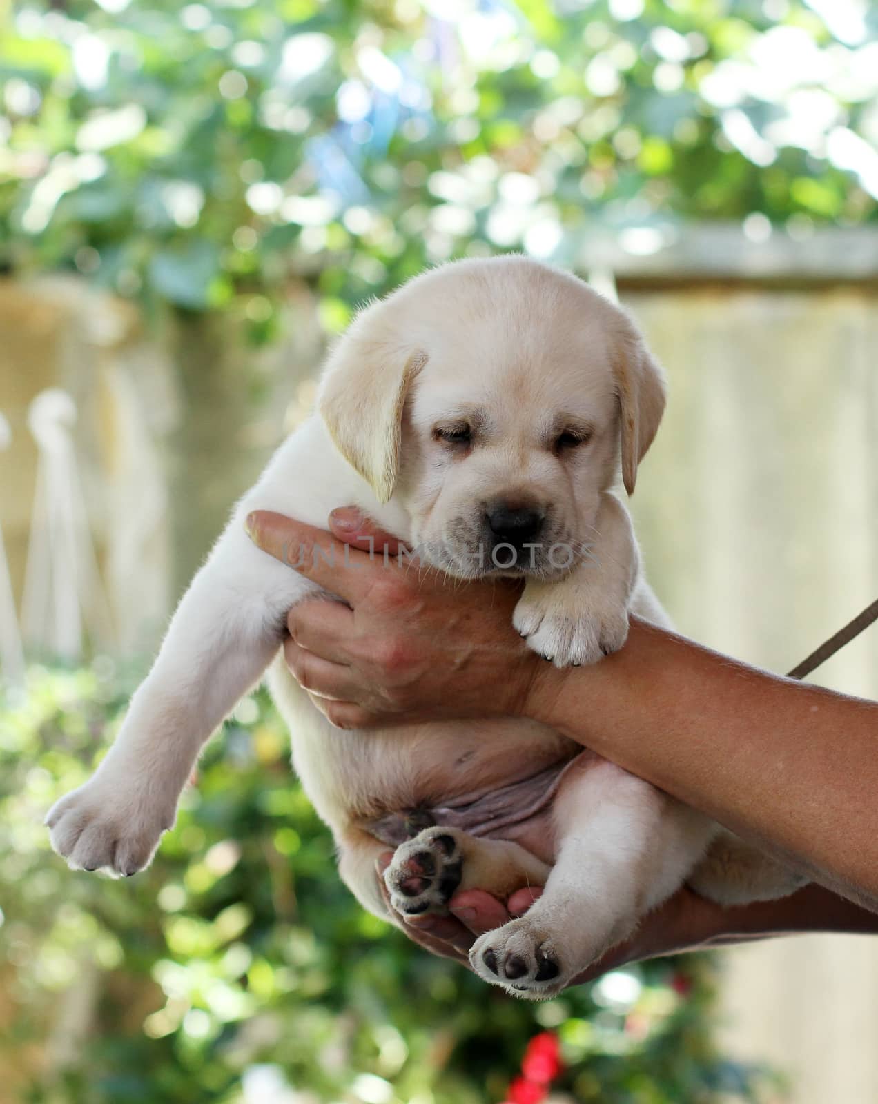 nice little labrador puppy in hands