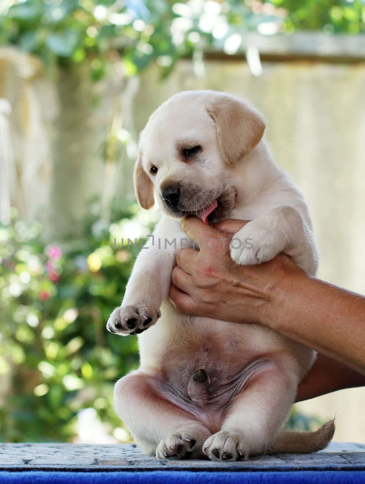 sweet nice little labrador puppy in hands
