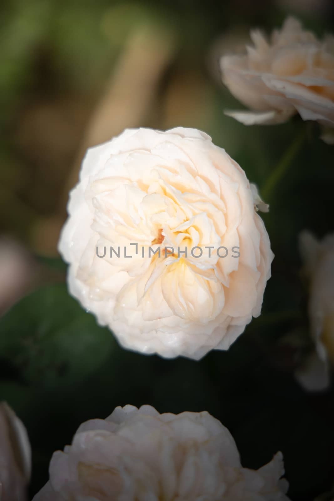 Roses in the garden, Roses are beautiful with a beautiful sunny day.