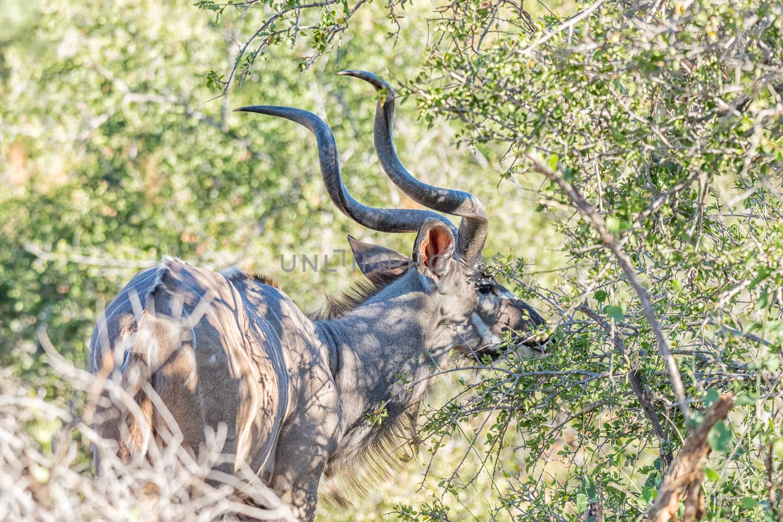 A greater kudu bull, Tragelaphus strepsiceros, browsing on a bush