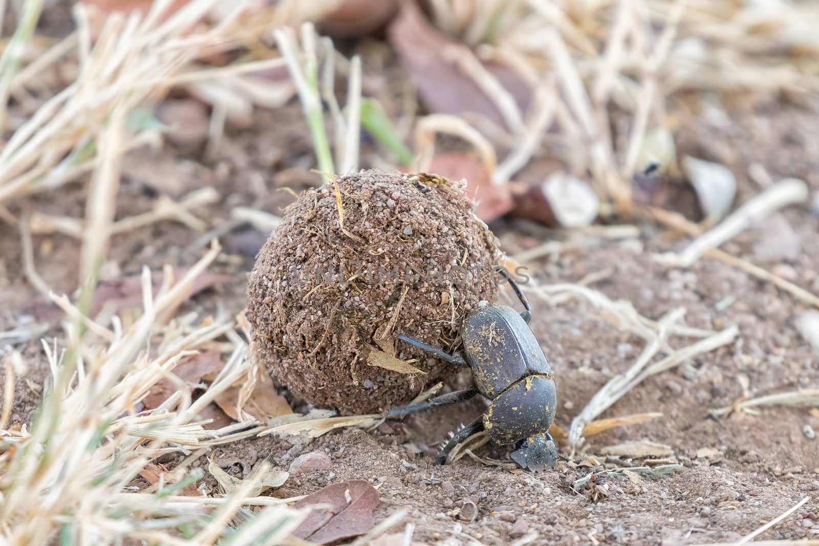 Upside down dung beetle rolling a ball of dung by dpreezg