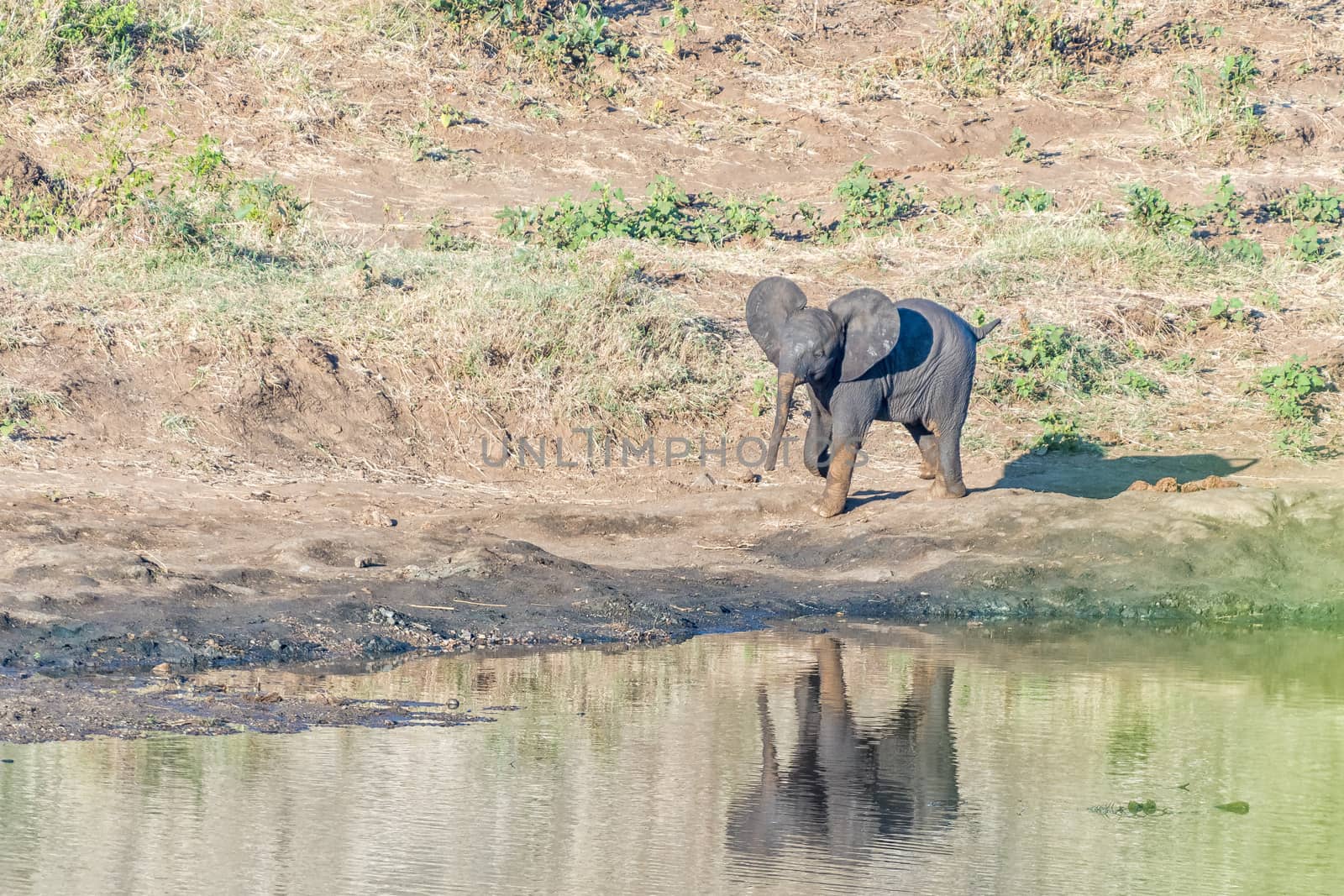 African elephant calf walking next to the Shingwedzi River by dpreezg