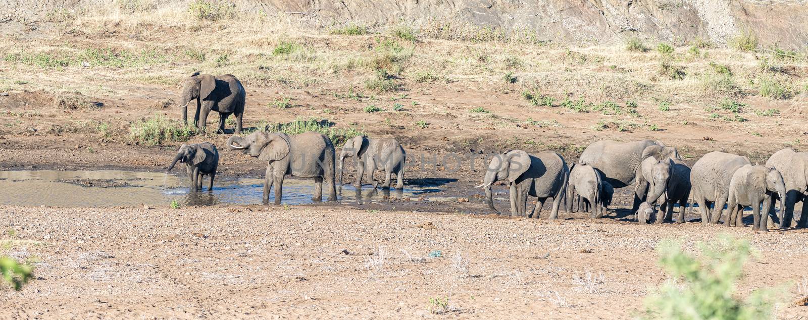 Panoramic view of a herd of african elephants drinking water in the Shingwedzi River