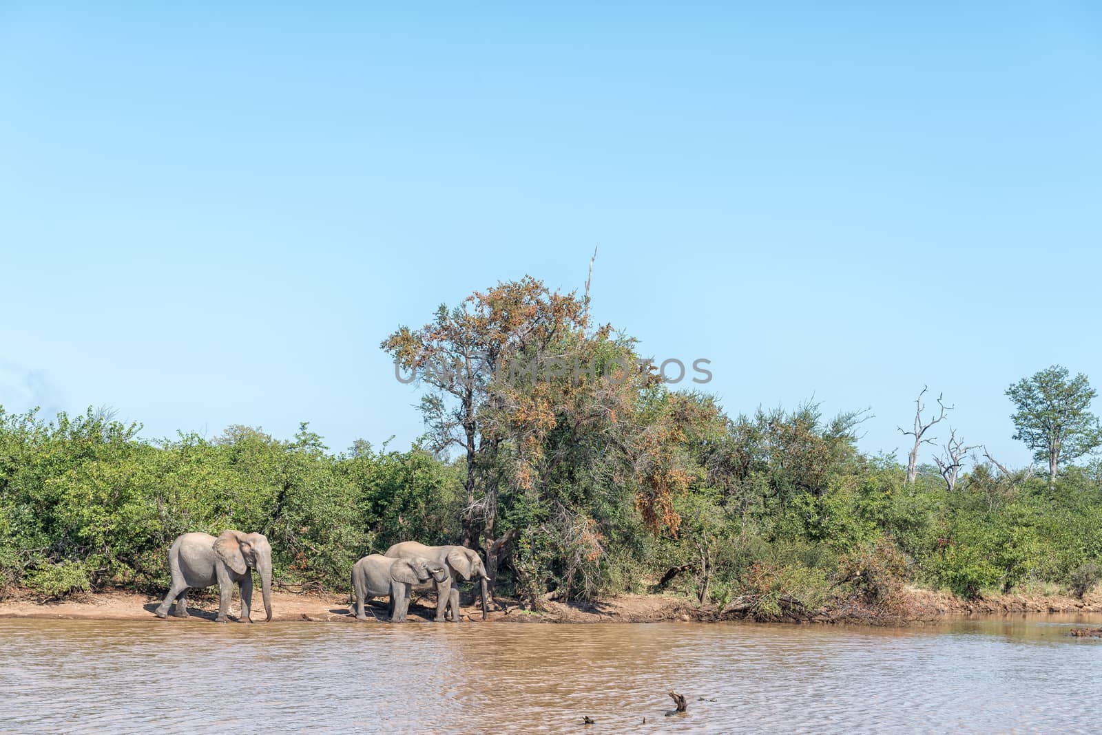 Three African Elephants drinking water at Sable Dam