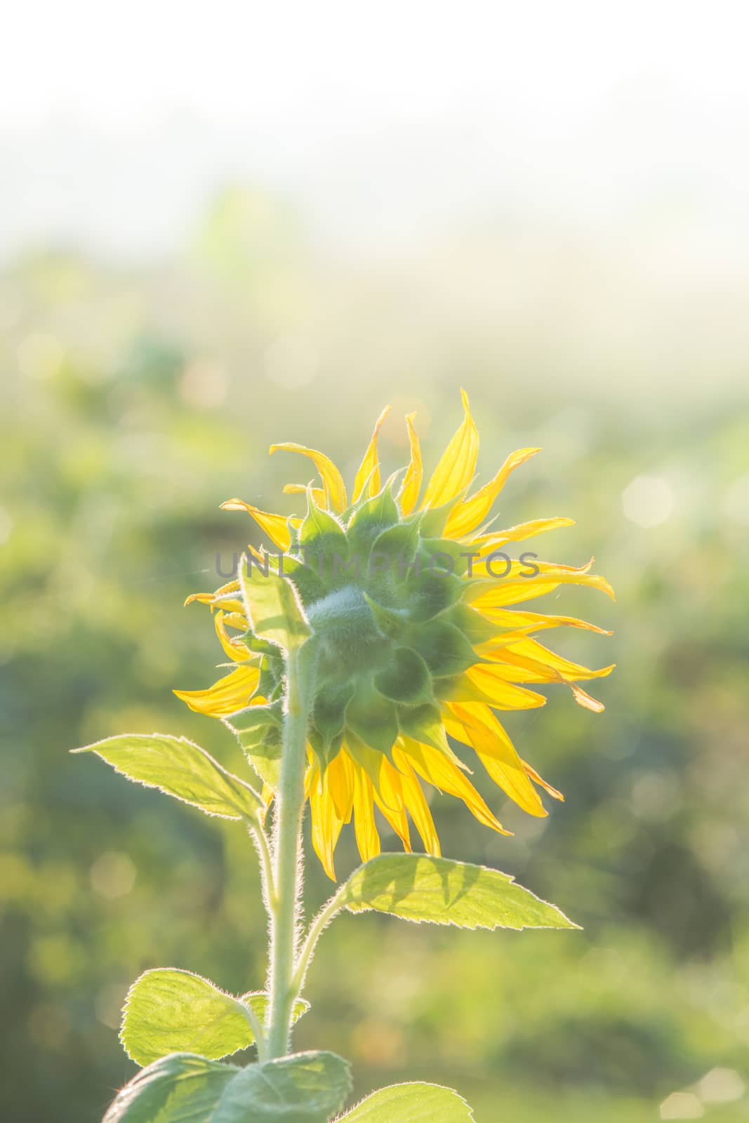 Soft, selective focus of sunflowers, blurry flower for background, colorful plants 
