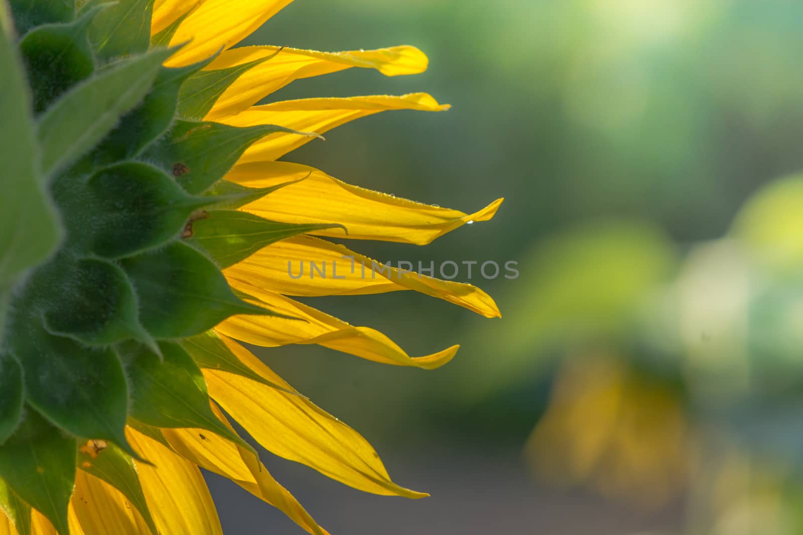 Soft, selective focus of sunflowers, blurry flower for background, colorful plants 
