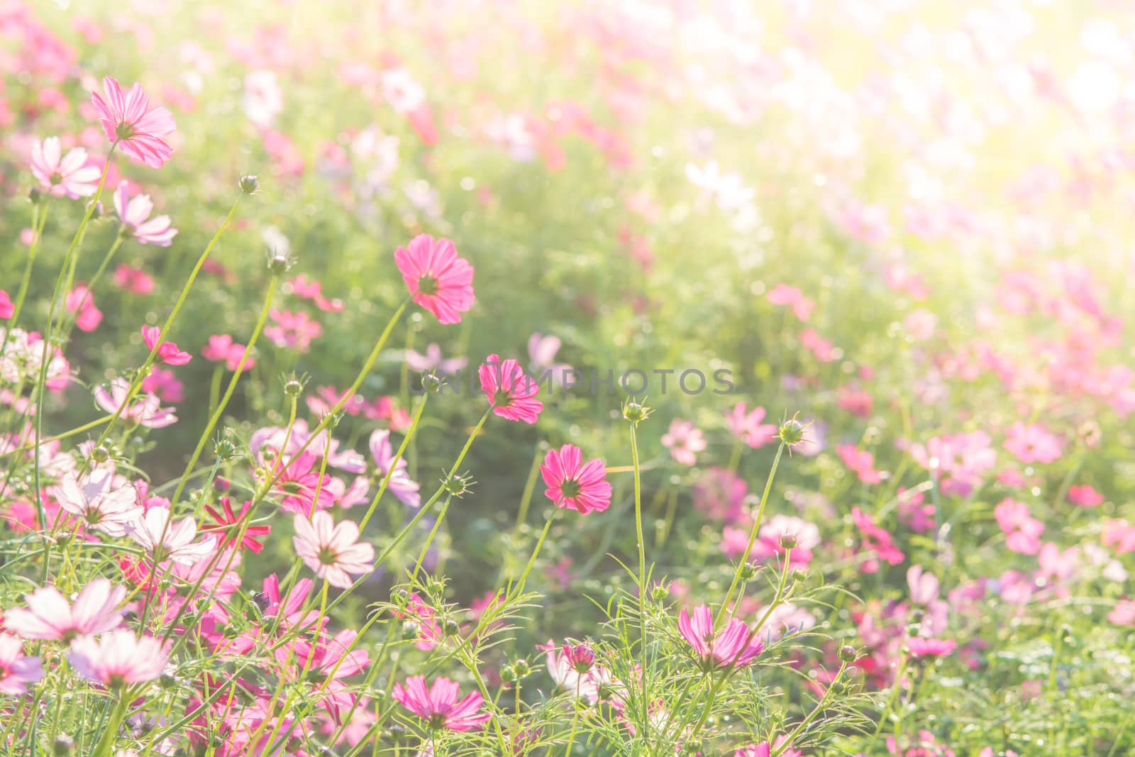 Soft, selective focus of Cosmos, blurry flower for background, colorful plants 