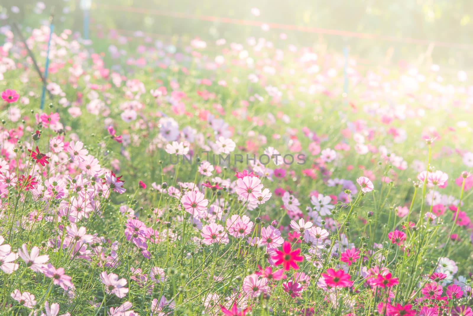 Soft, selective focus of Cosmos, blurry flower for background, c by yuiyuize