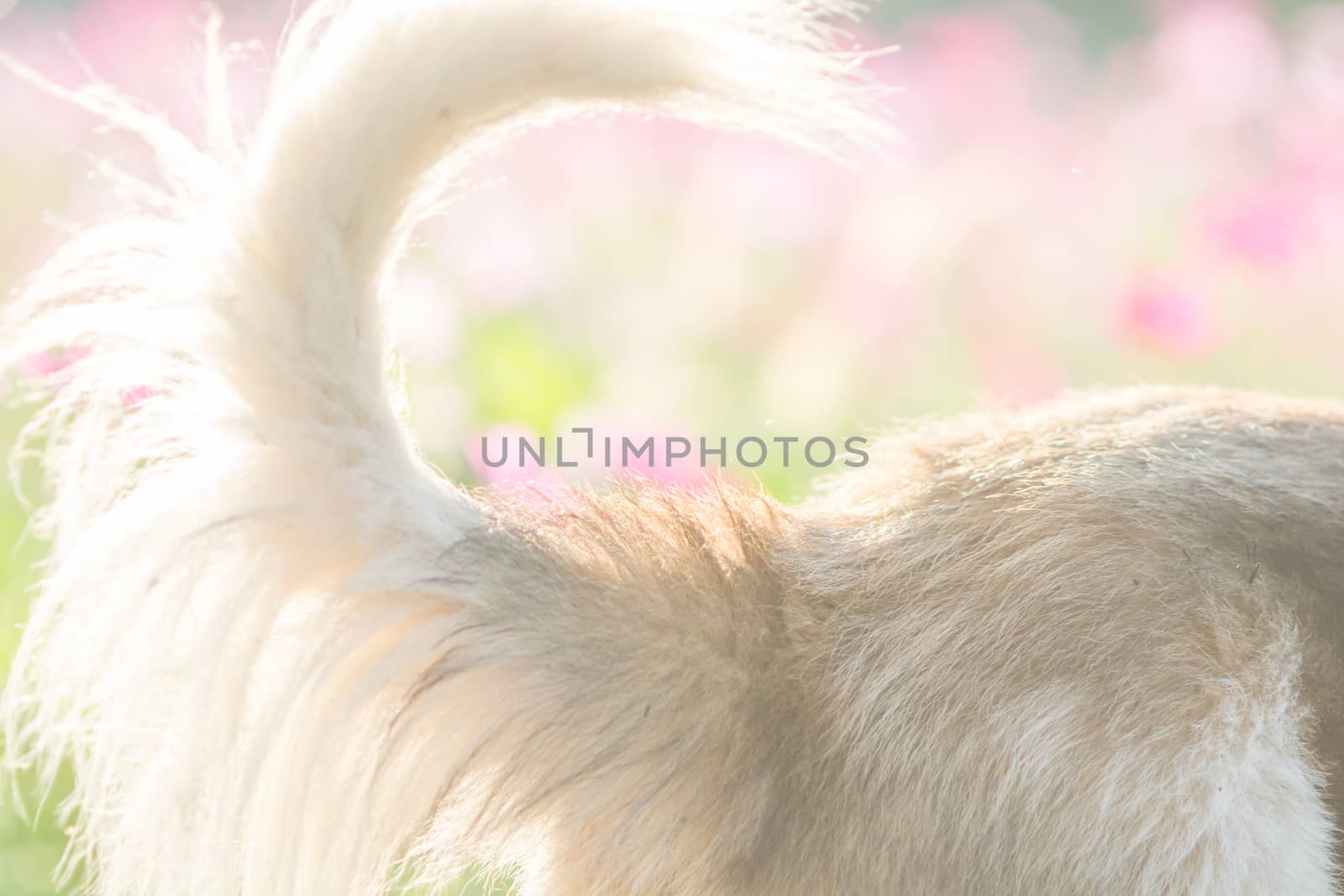 Blurry dog and flower for background  by yuiyuize