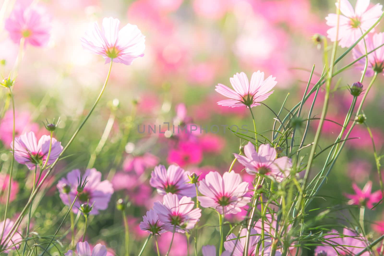 Soft, selective focus of Cosmos, blurry flower for background, colorful plants 