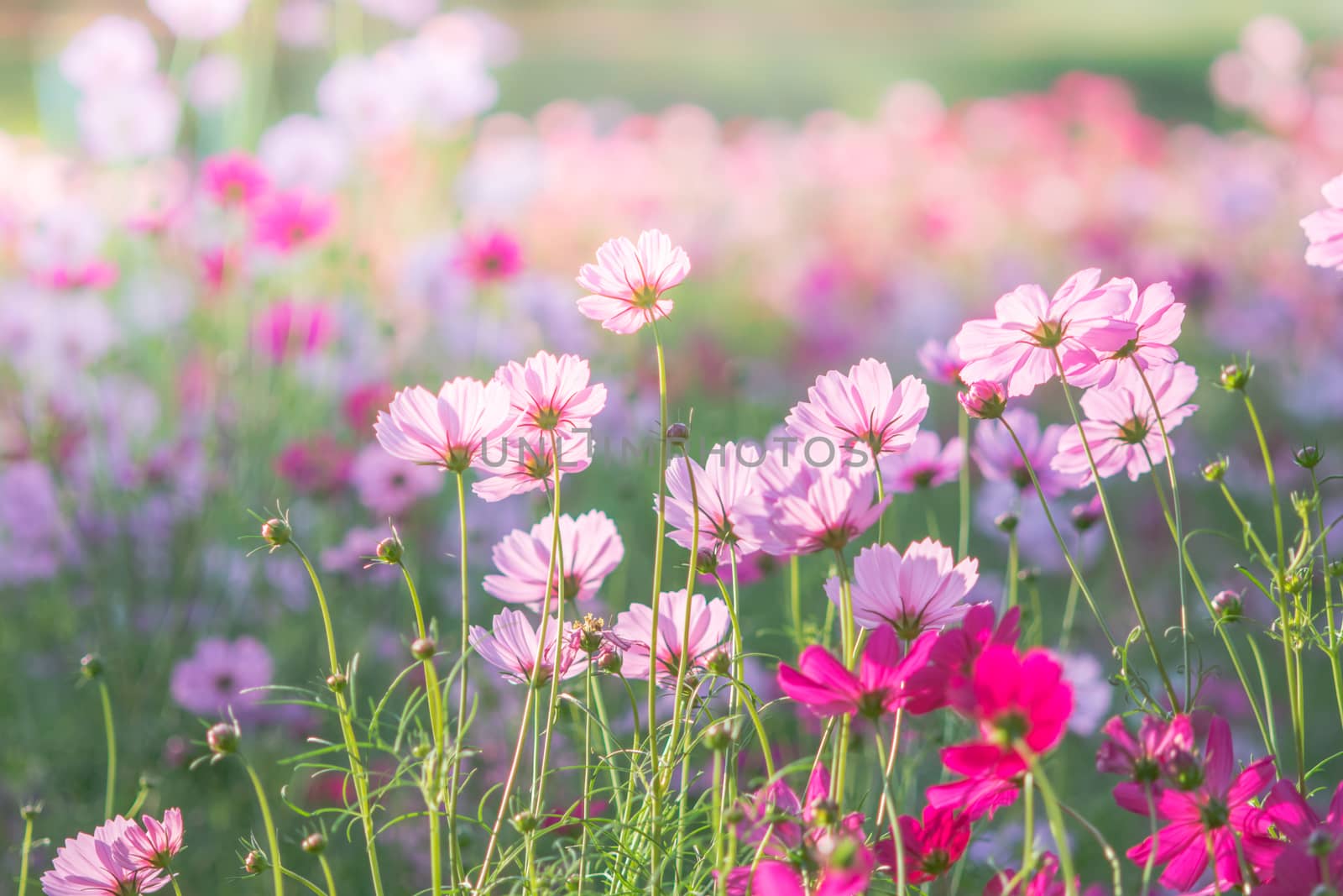 Soft, selective focus of Cosmos, blurry flower for background, c by yuiyuize