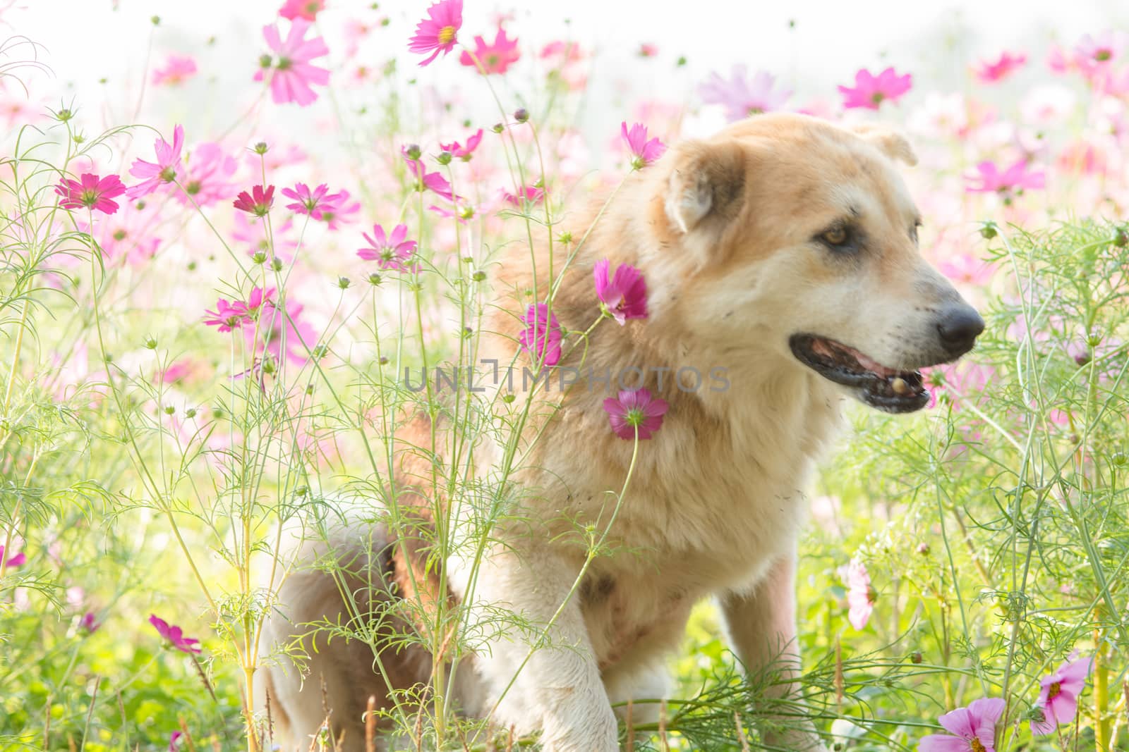 Blurry dog and flower for background 