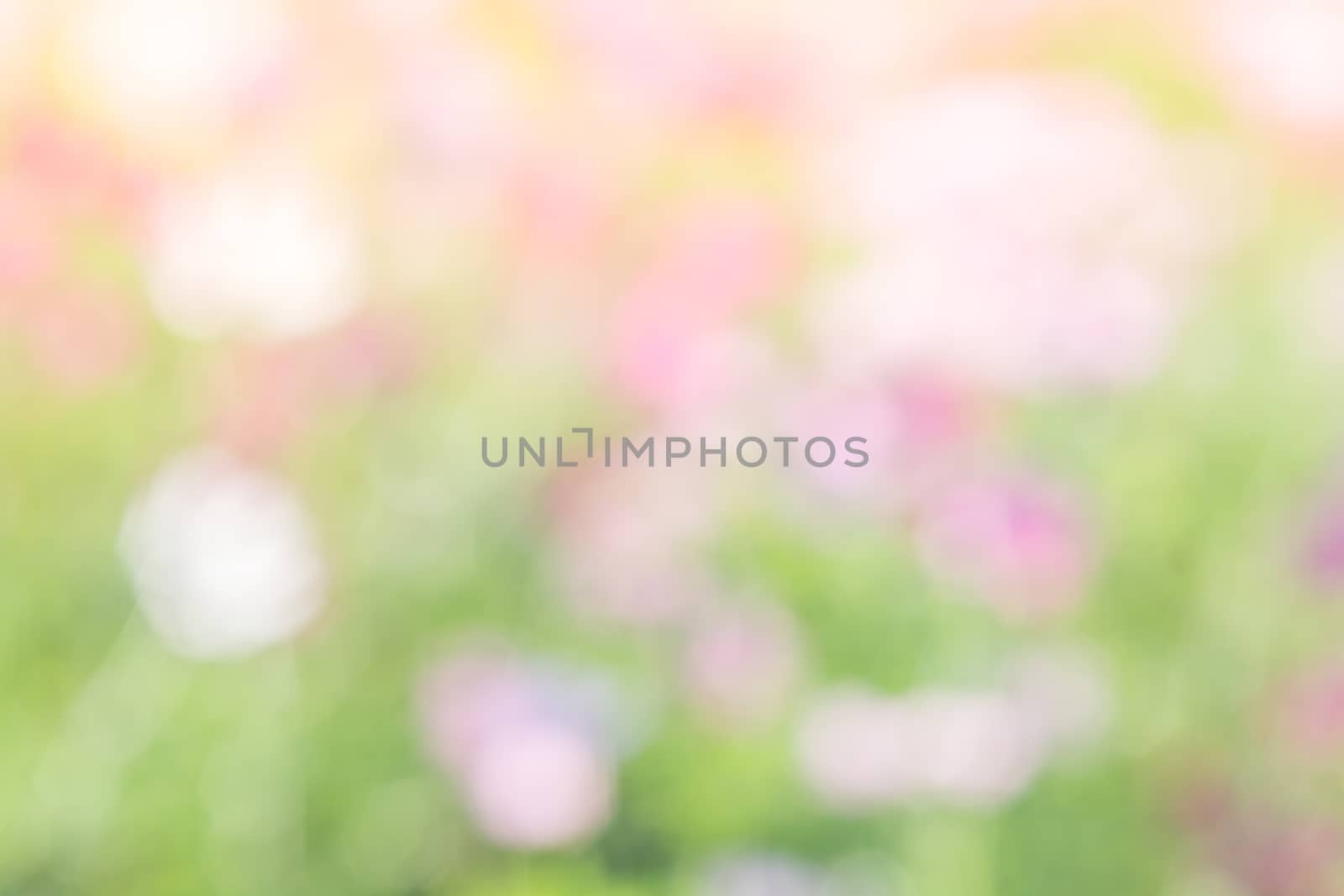 Blurry flower for background, colorful plants
