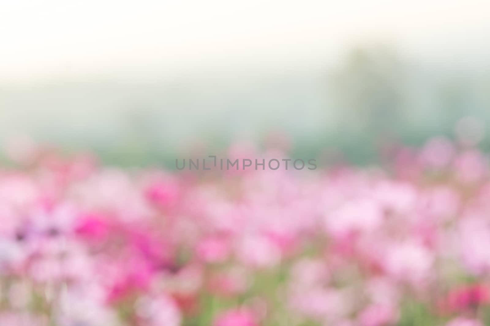 Soft, selective focus of Cosmos, blurry flower for background, c by yuiyuize