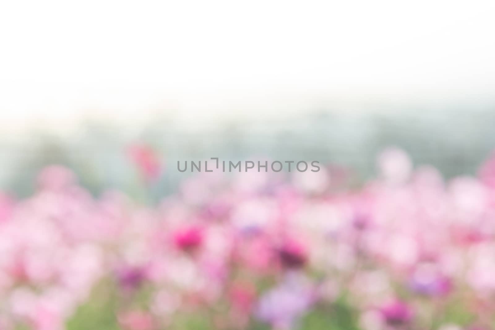 Blurry flower for background, colorful plants
