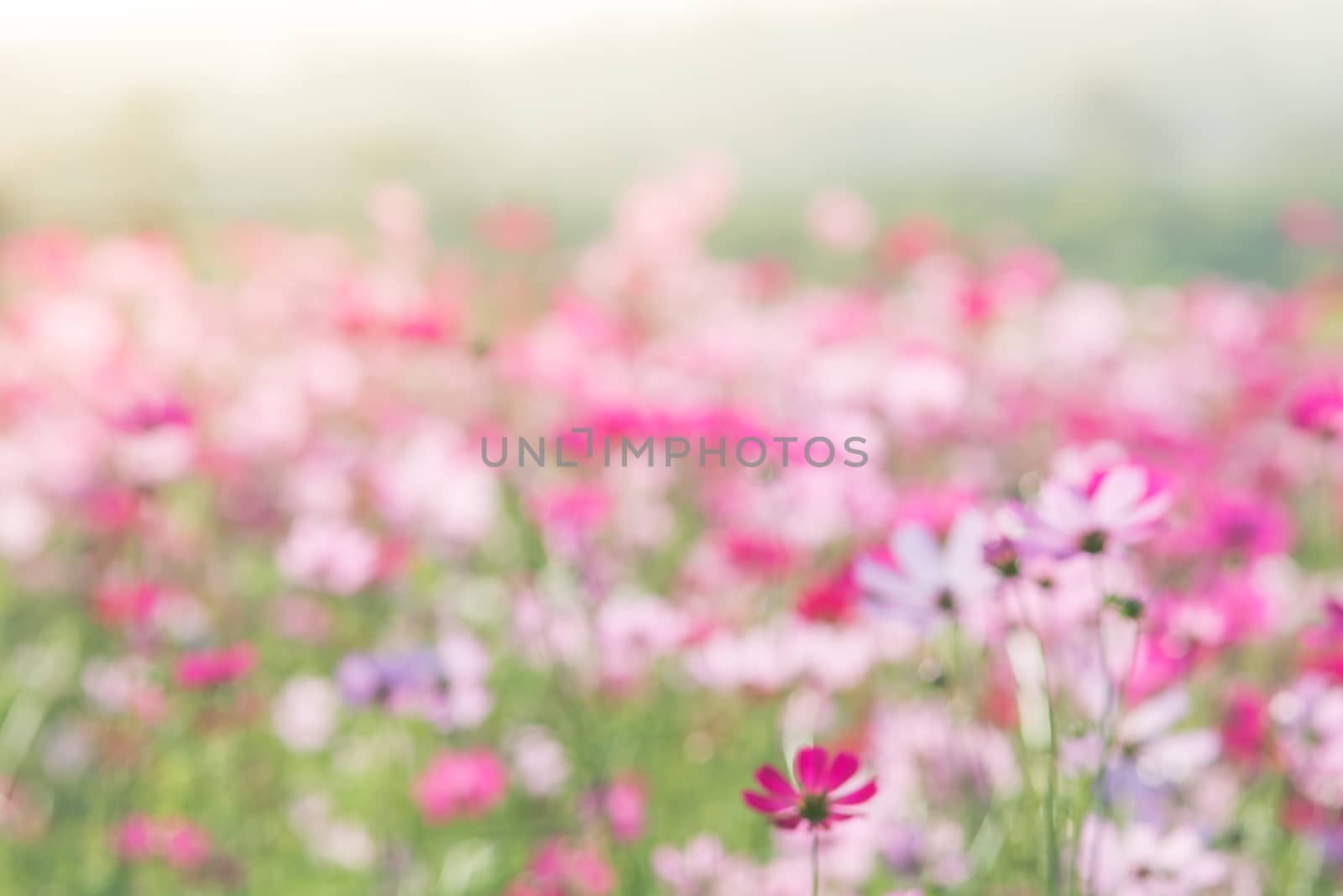 Cosmos flowers in nature, sweet background, blurry flower background, light pink and deep pink cosmos
