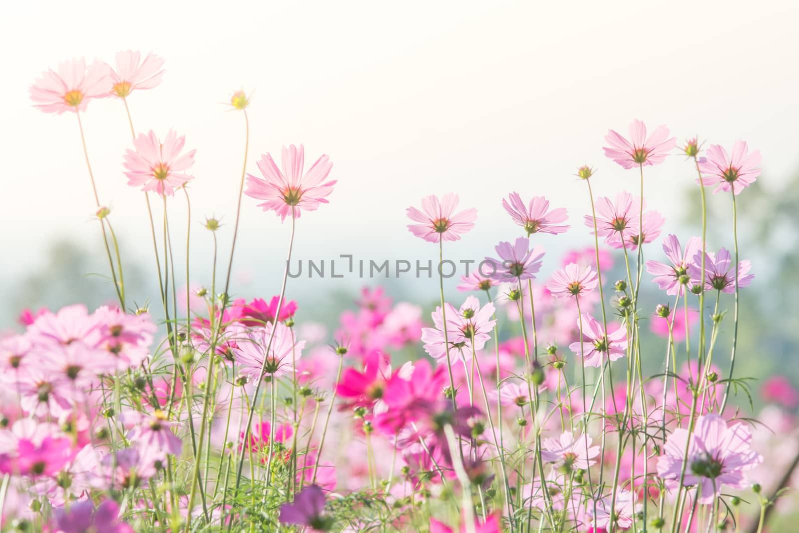 Cosmos flowers in nature, sweet background, blurry flower background, light pink and deep pink cosmos
