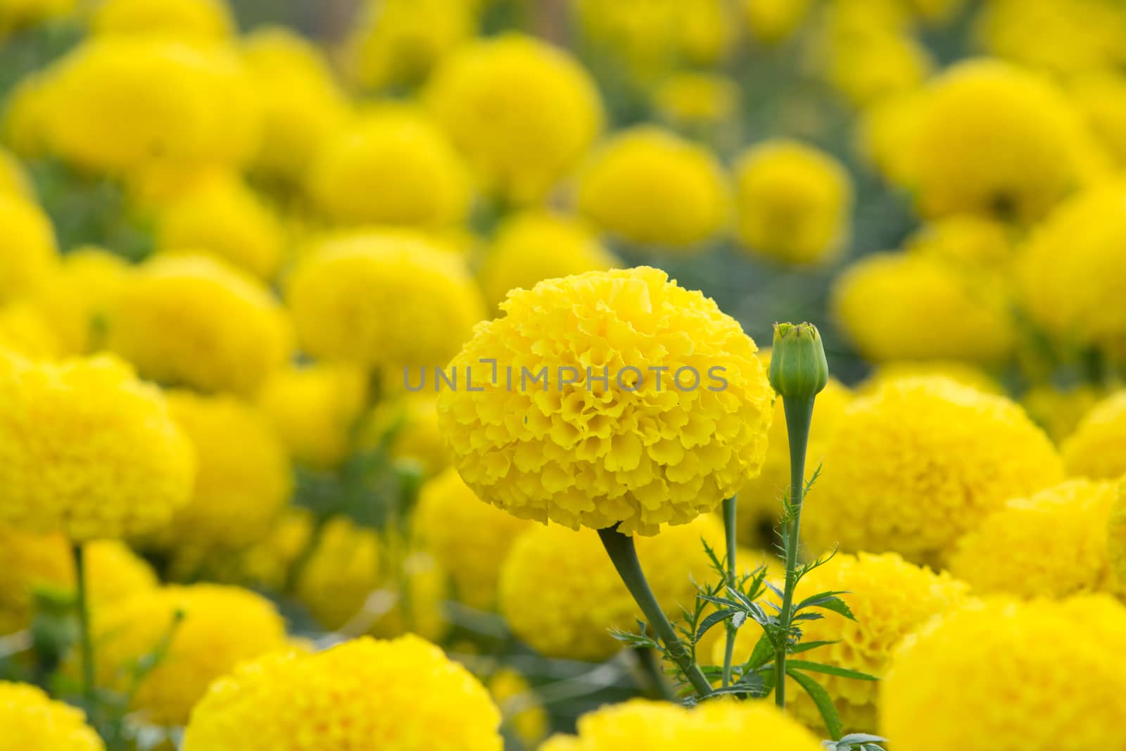 Marigolds flower fields, selective focus by yuiyuize