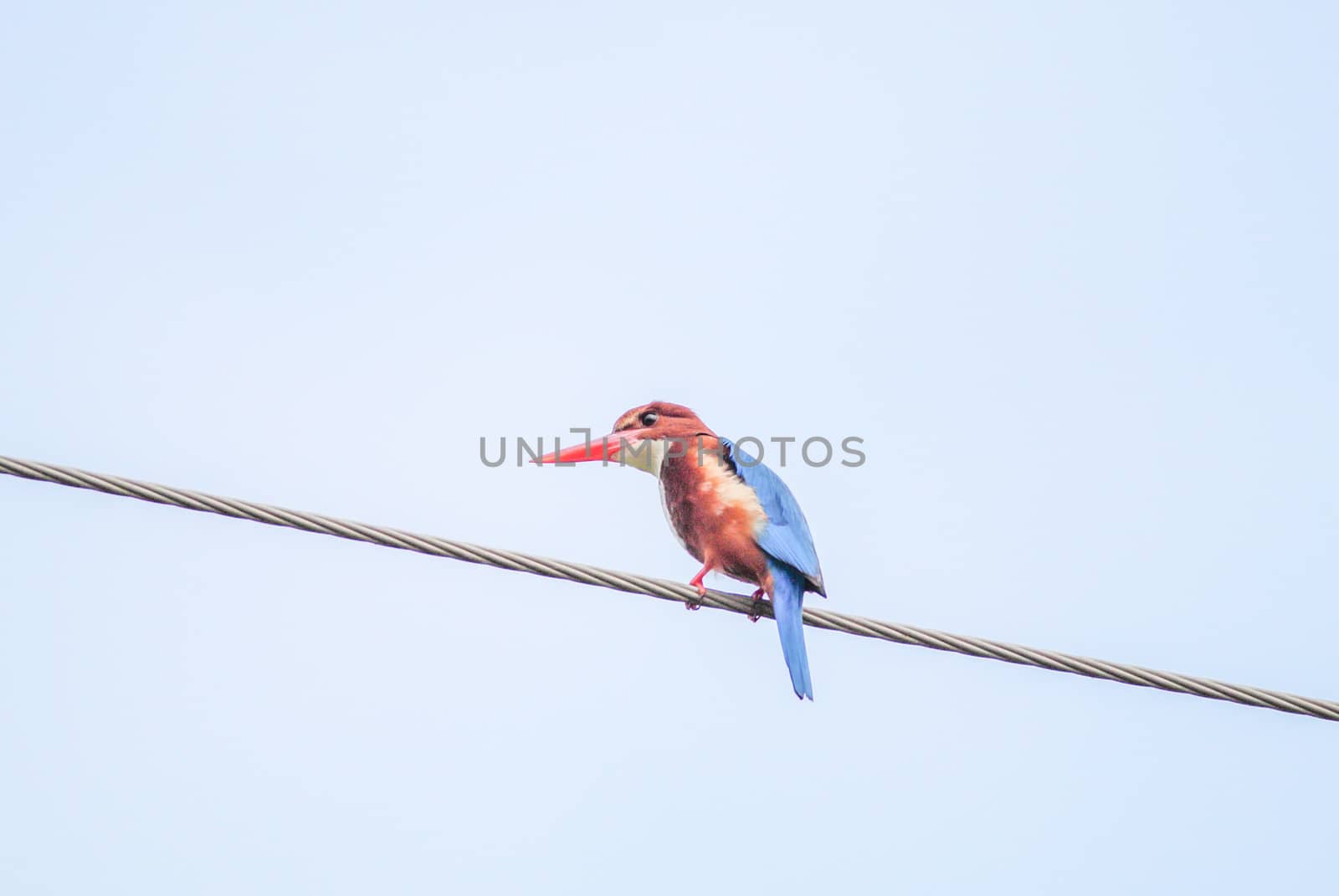 White-throated kingfisher (Halcyon smyrnensis), widely distribut by yuiyuize
