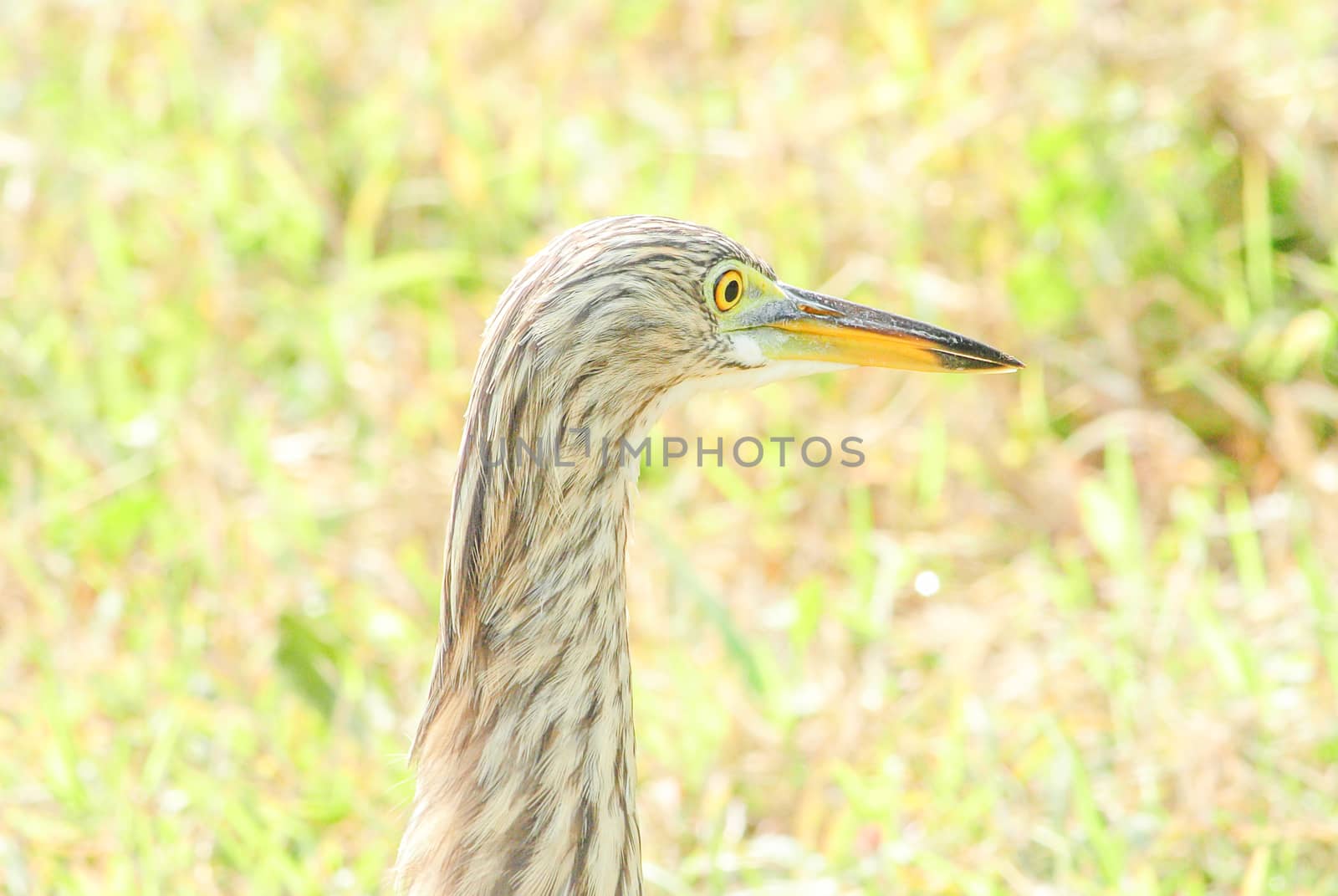 The Chinese pond heron is an East Asian freshwater bird of the h by yuiyuize