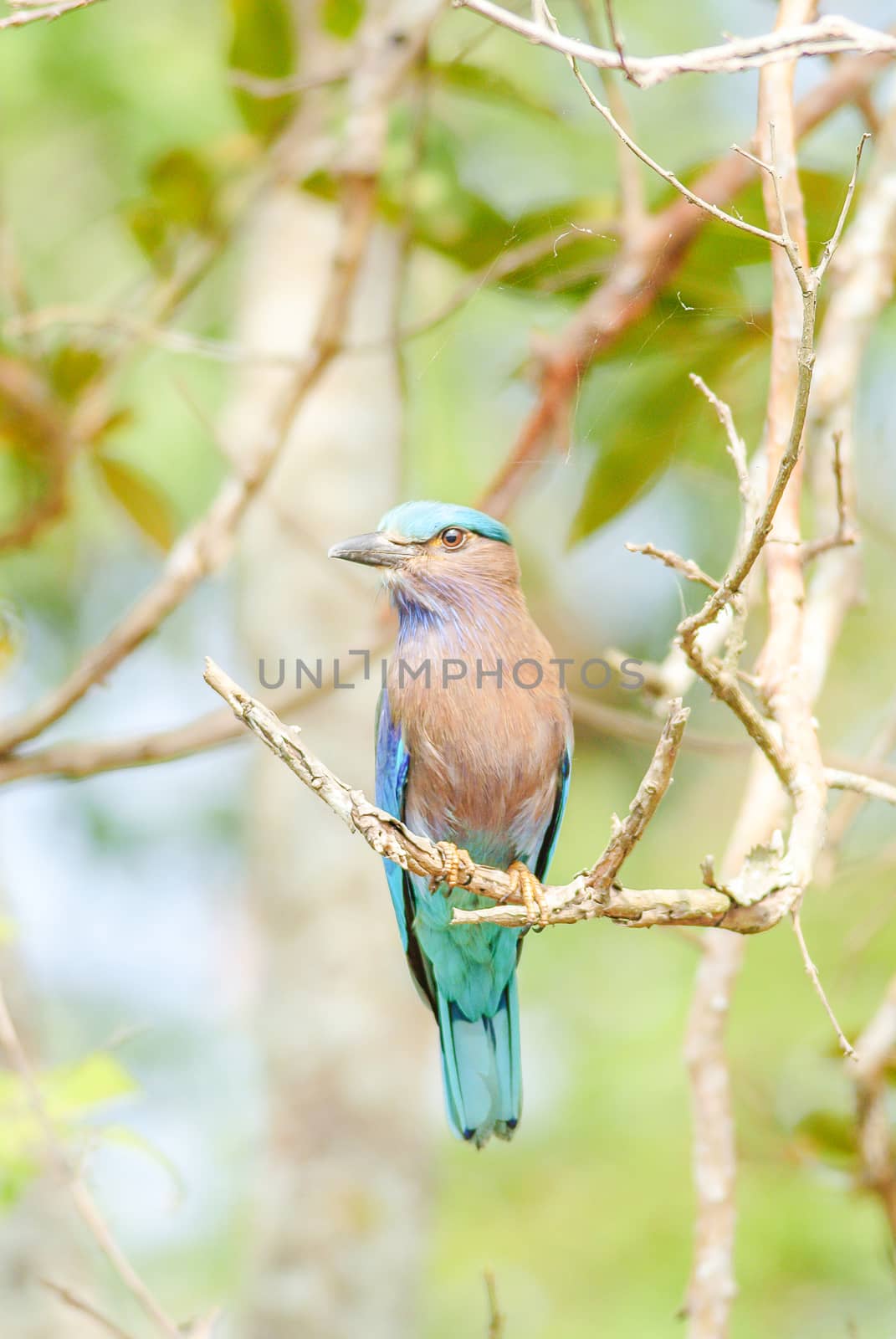 Indian Roller (Coracias benghalensis) on the branch. They are found widely across tropical Asia
