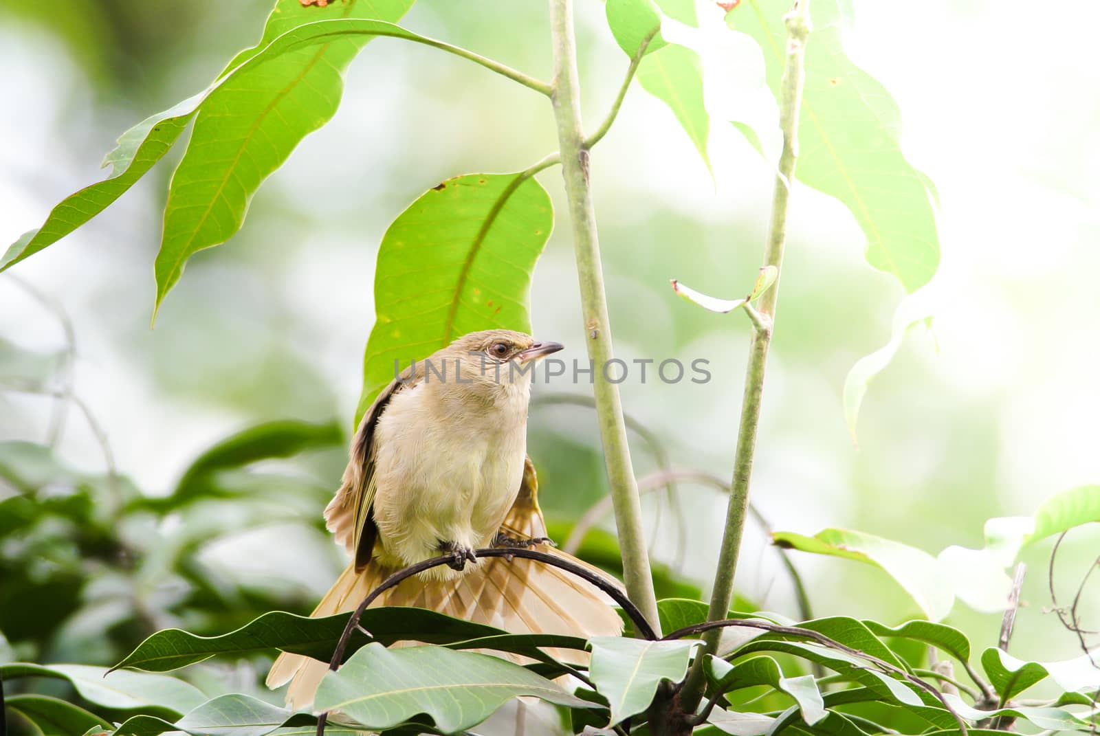 Streak-eared bulbul's stand​ing on branches​ in the forest. Bird's in the nature background.

