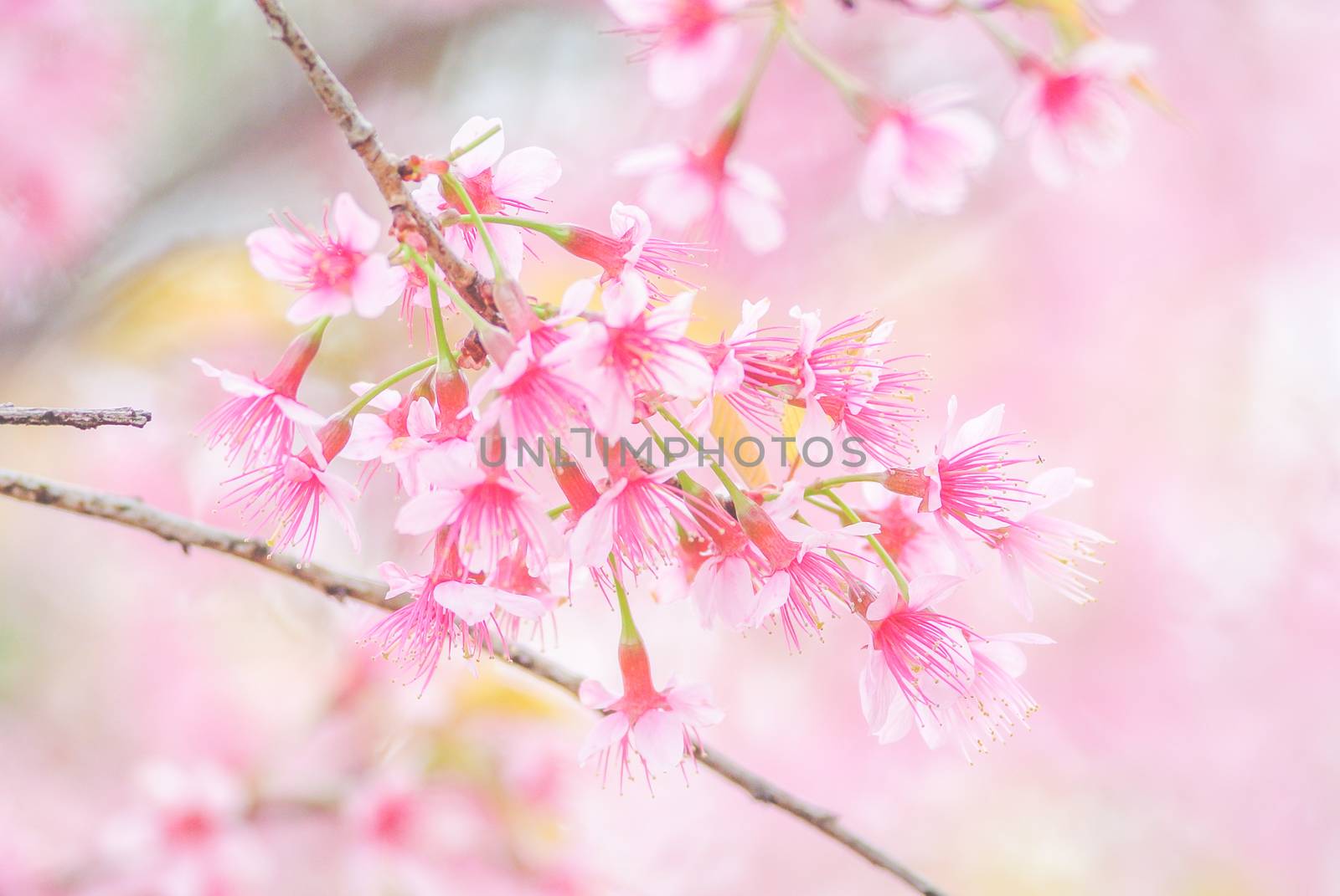 Spring time with beautiful cherry blossoms, pink sakura flowers. by yuiyuize