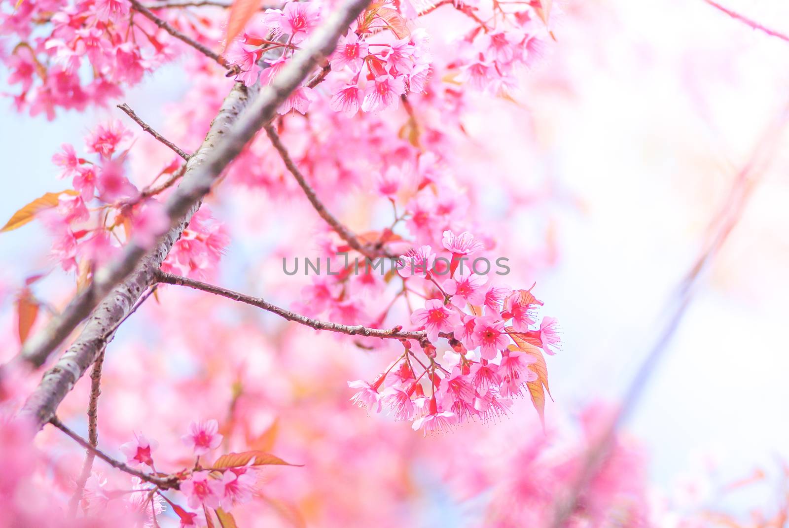 Cherry Blossom in spring with soft focus, unfocused blurred spri by yuiyuize