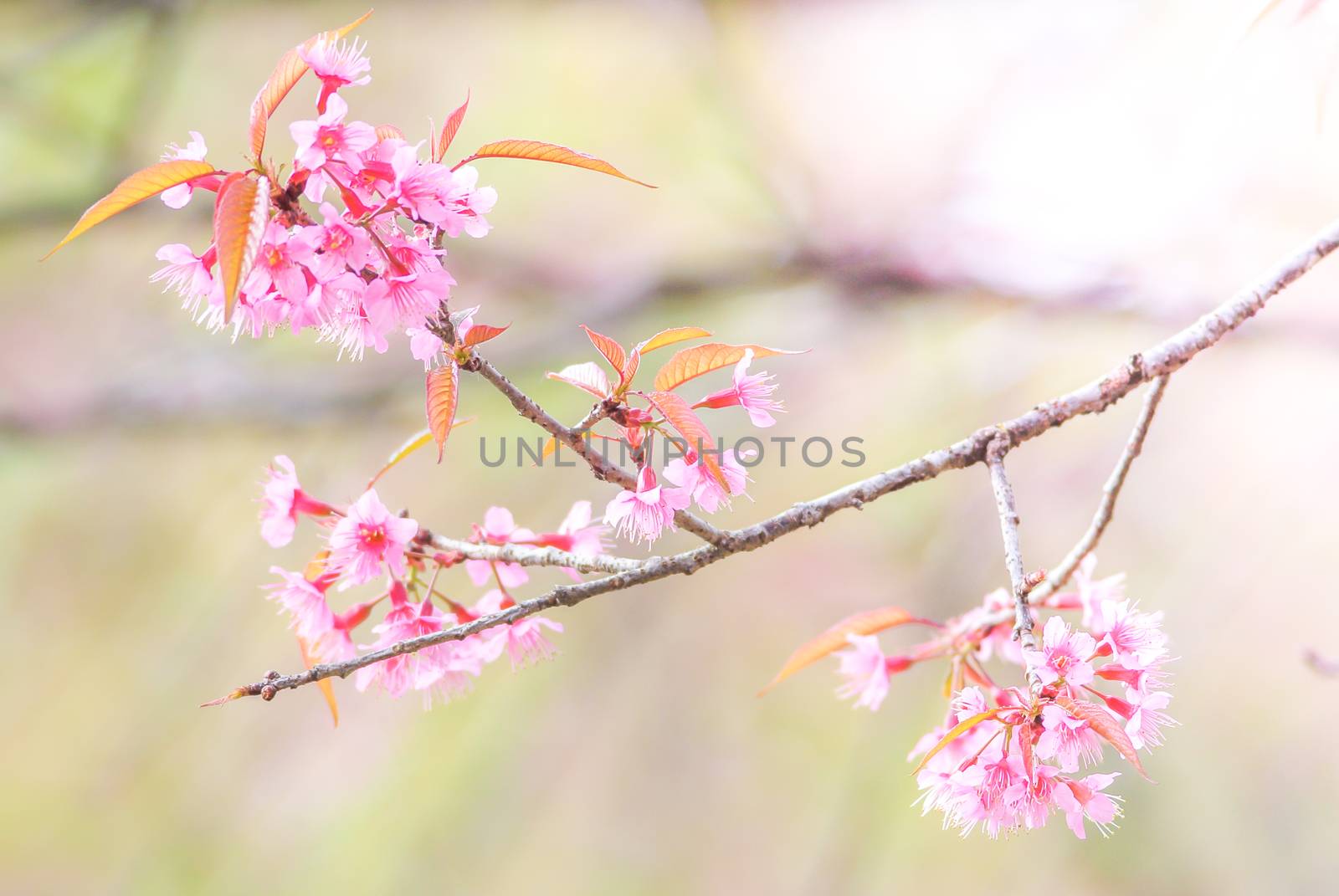 Cherry Blossom in spring with soft focus, unfocused blurred spring cherry bloom, bokeh flower background, pastel and soft flower background.
