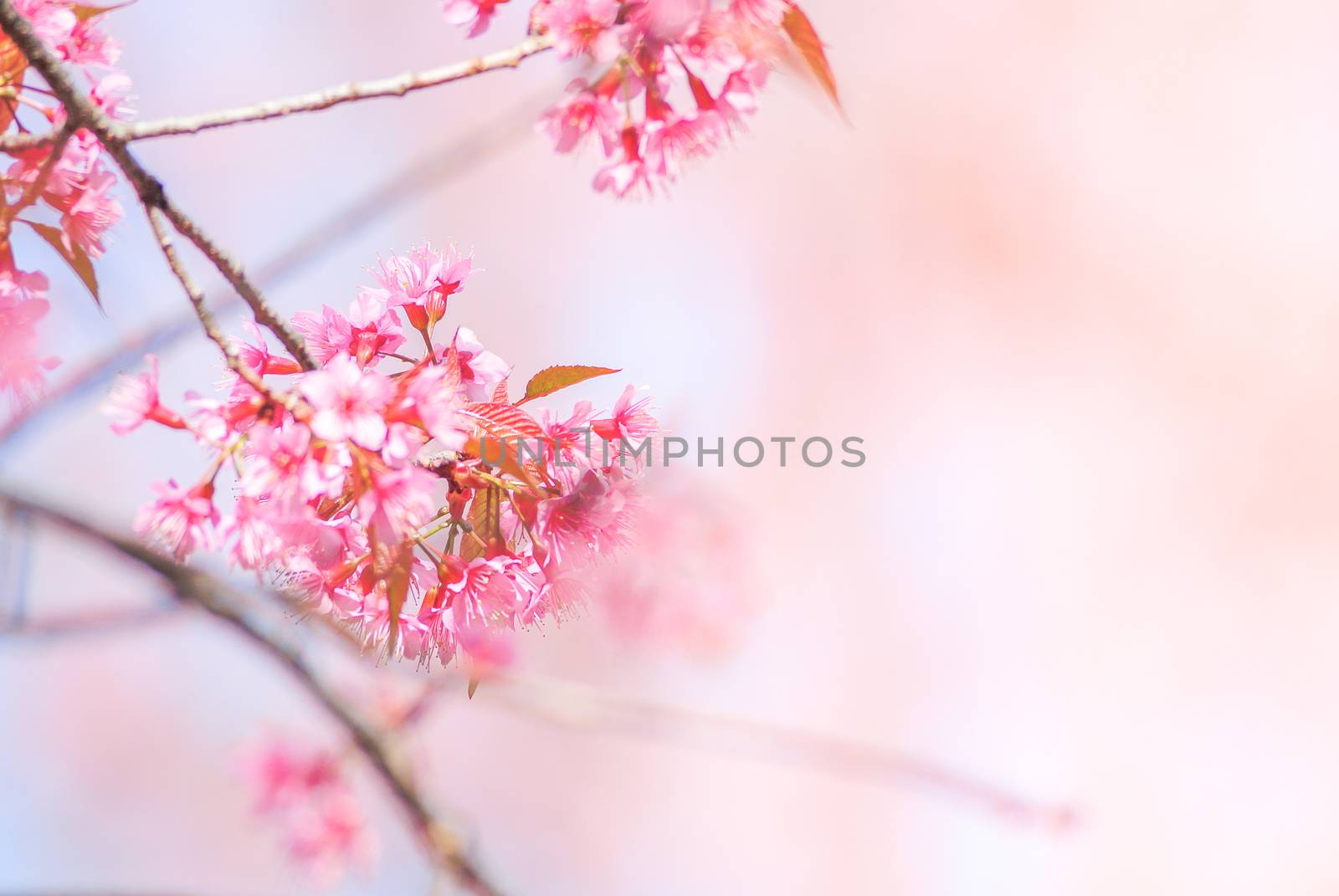 Cherry Blossom in spring with soft focus, unfocused blurred spring cherry bloom, bokeh flower background, pastel and soft flower background.
