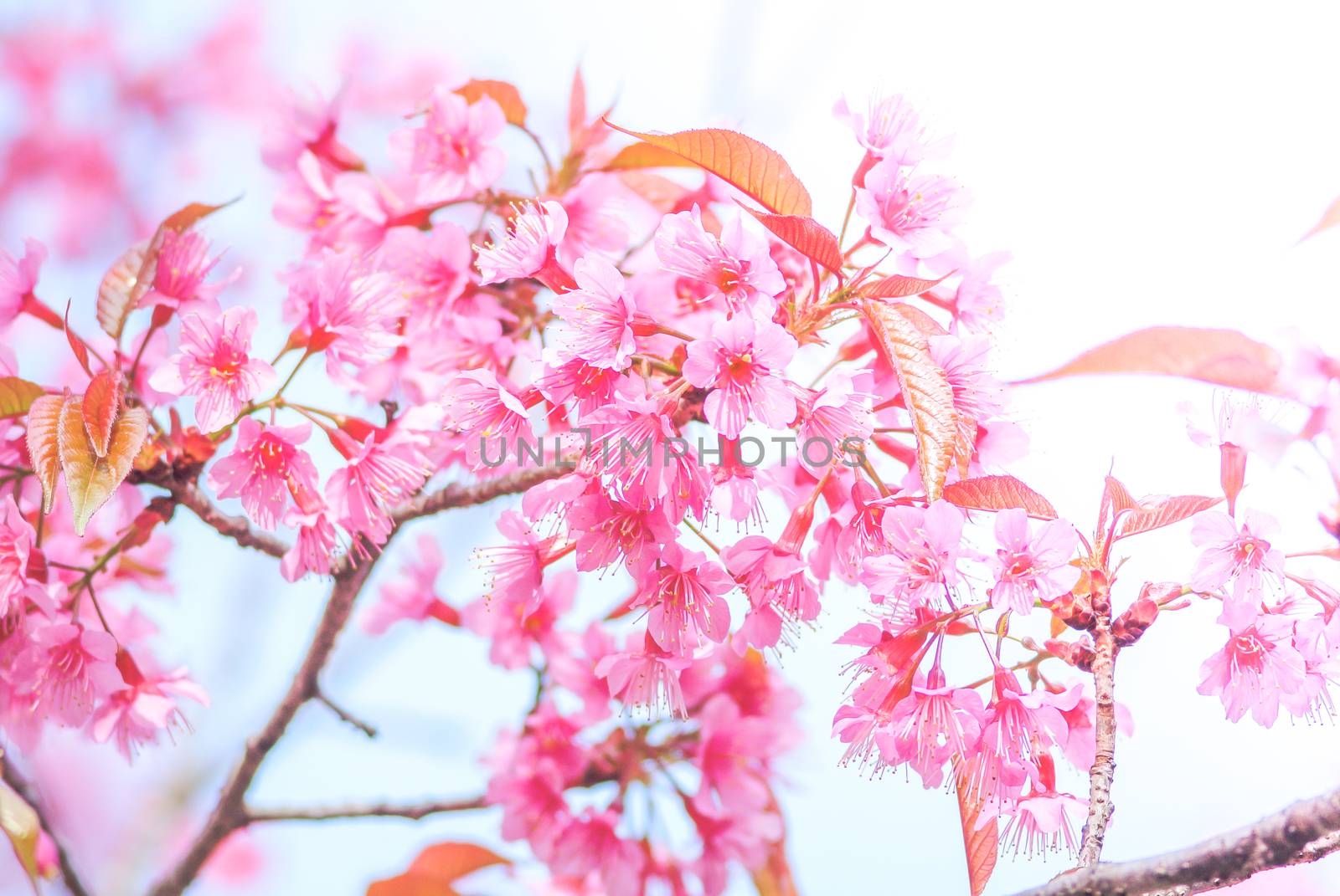 Cherry Blossom in spring with soft focus, unfocused blurred spri by yuiyuize