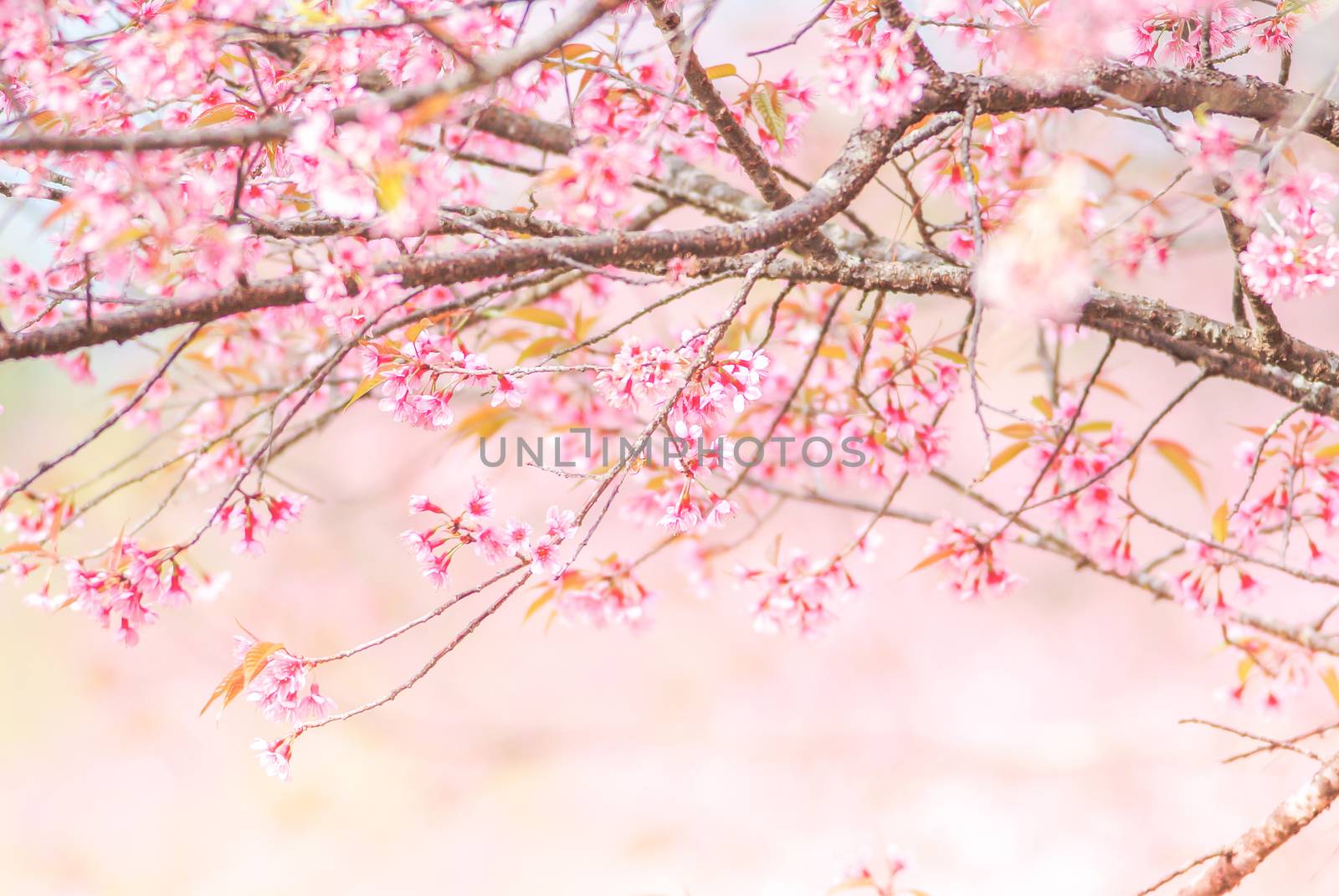 Cherry Blossom in spring with soft focus, unfocused blurred spring cherry bloom, bokeh flower background, pastel and soft flower background.
