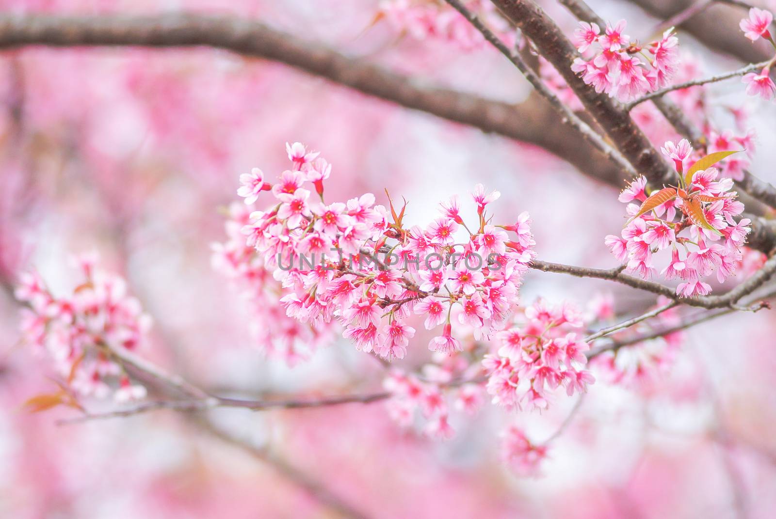 Cherry Blossom in spring with soft focus, unfocused blurred spring cherry bloom, bokeh flower background, pastel and soft flower background.
